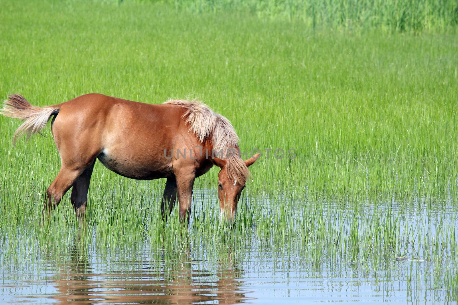 brown horse on pasture spring season by goce