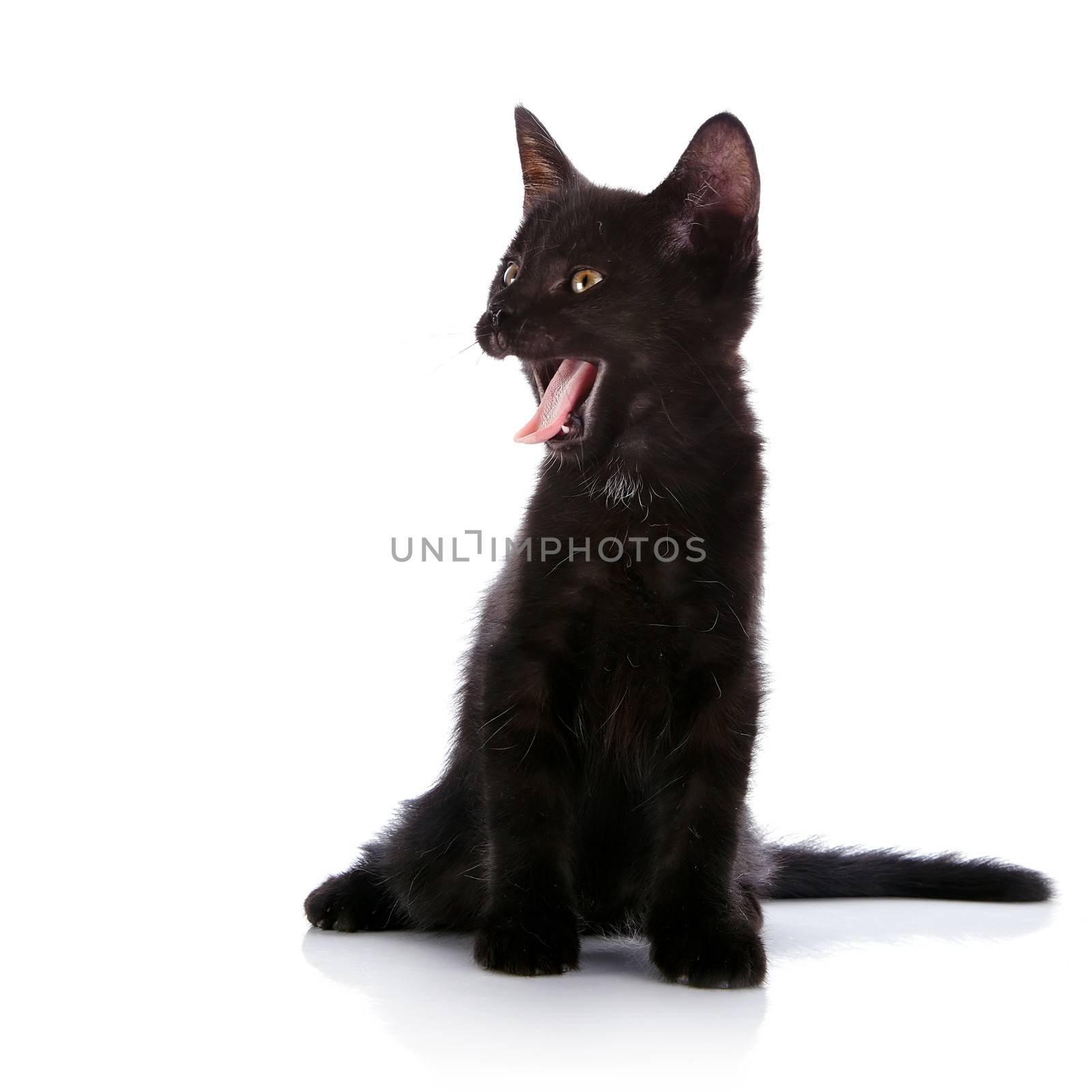 Yawning black kitten. Black small kitten. Kitten on a white background. Small predator.