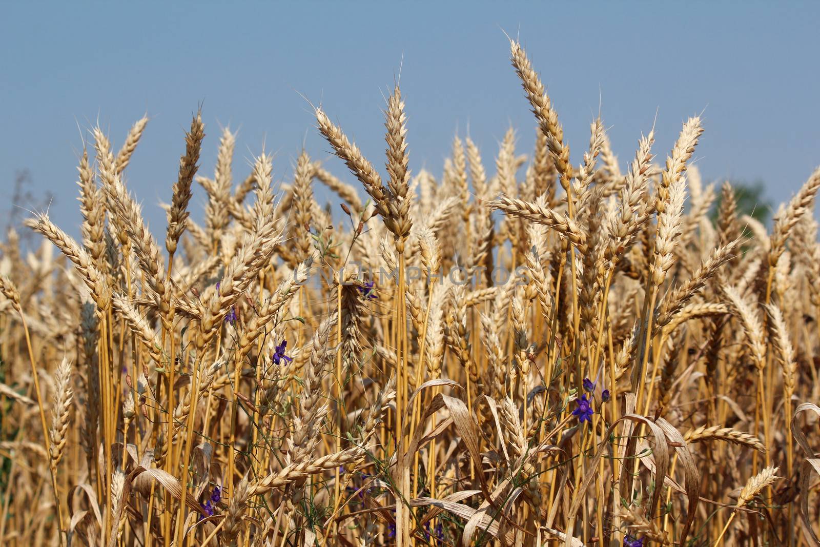 golden wheat close up summer season by goce