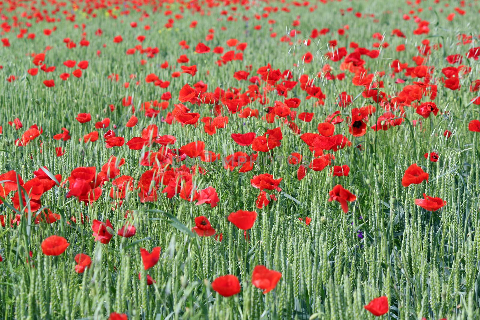 green wheat and red poppy flowers by goce