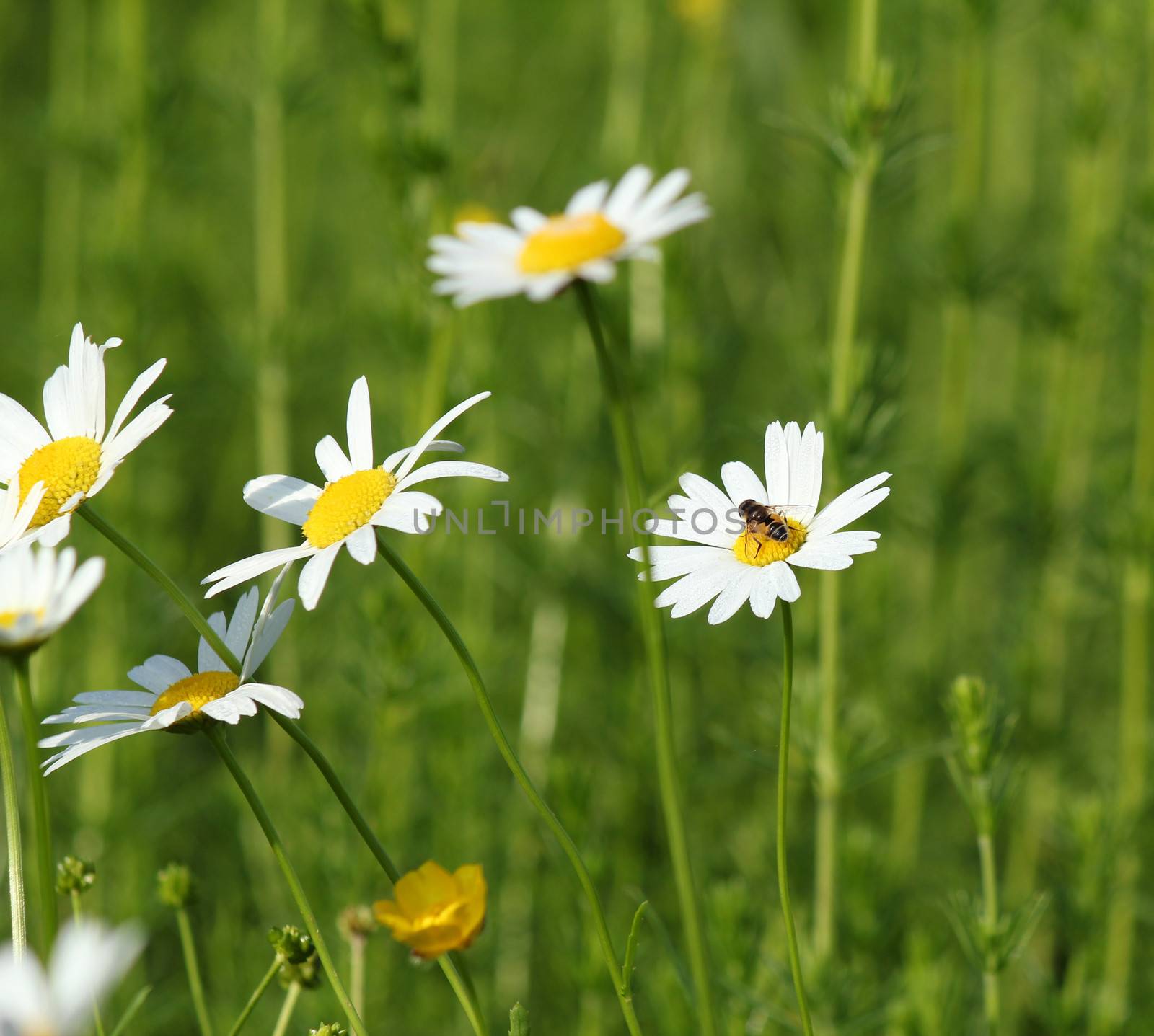 meadow with white wild flowers and bee by goce