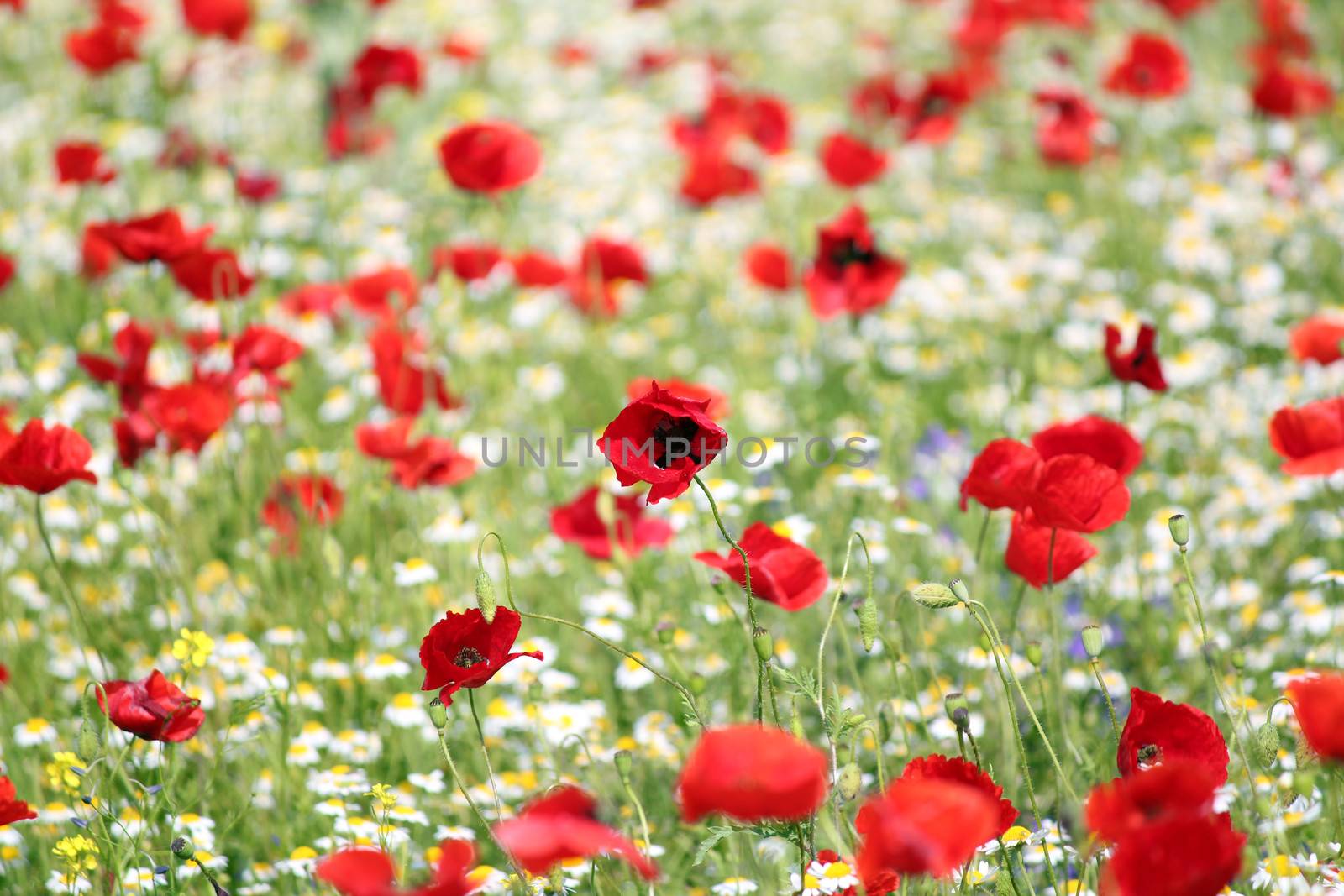 red and white flowers spring season by goce