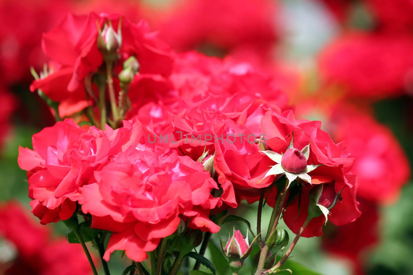 red roses close up spring season by goce