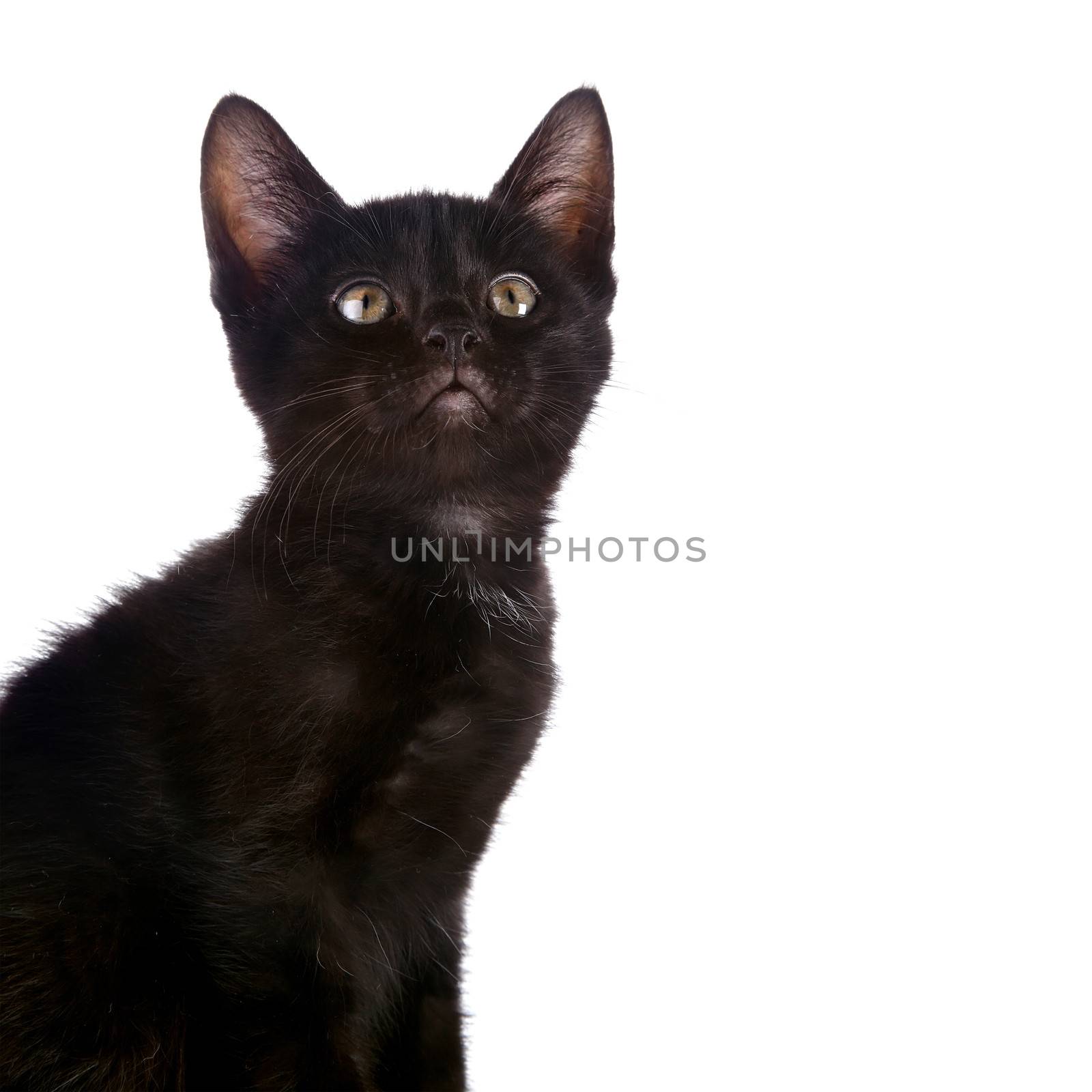 Portrait of a black kitten. by Azaliya