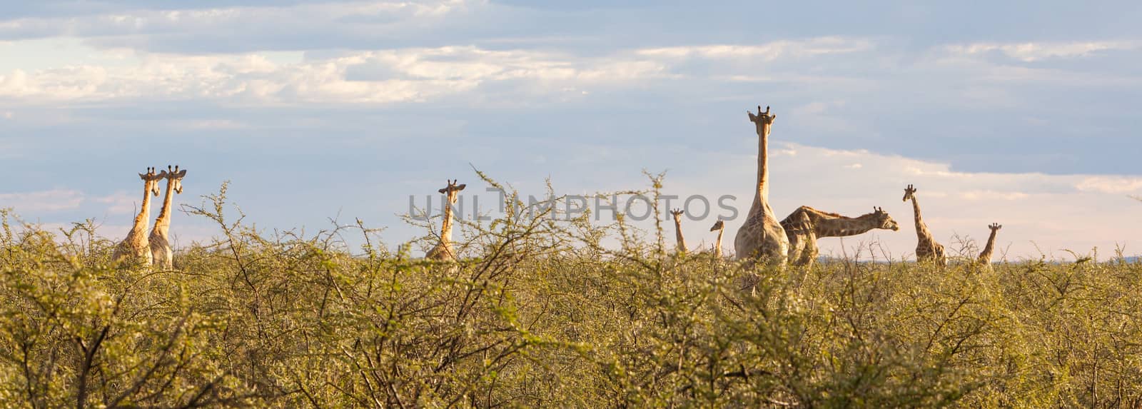 Group of giraffes in Etosha, Namibia by michaklootwijk