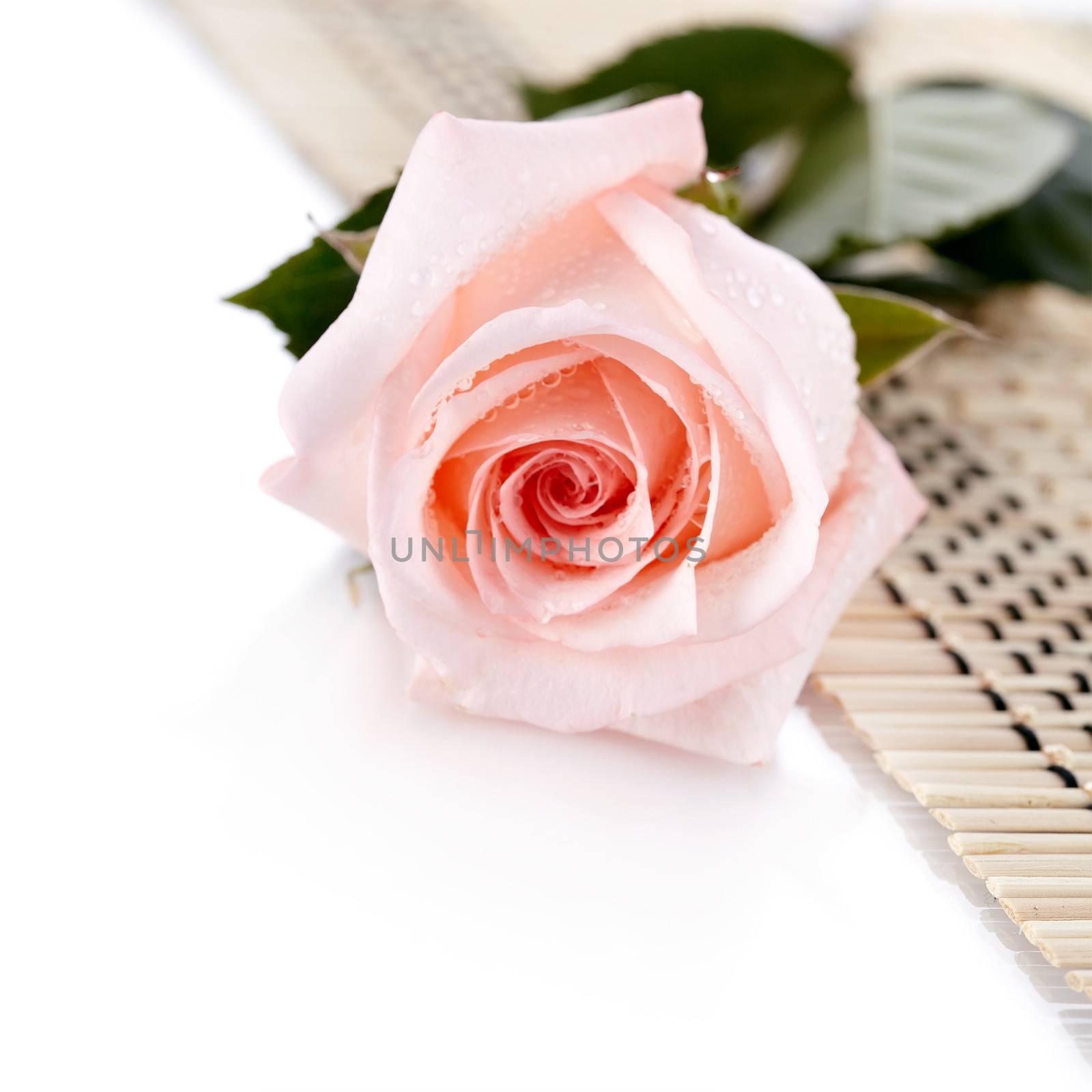 Beautiful pink rose. Pink rose. Rose on a white background. Pink flower. The pink rose lies on a napkin.