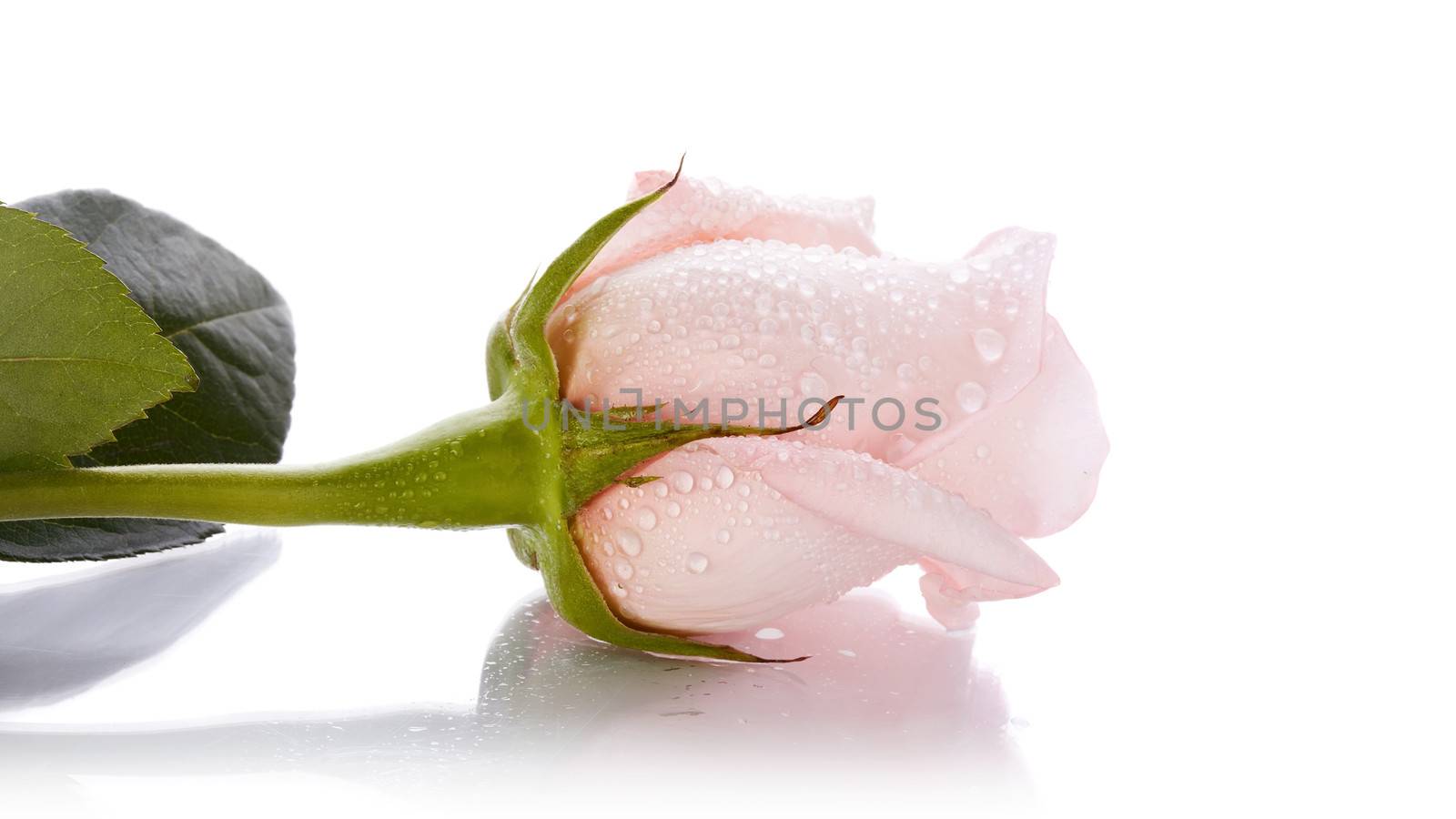 Bud of a pink rose. Beautiful rose. Pink rose. Rose on a white background. Pink flower.