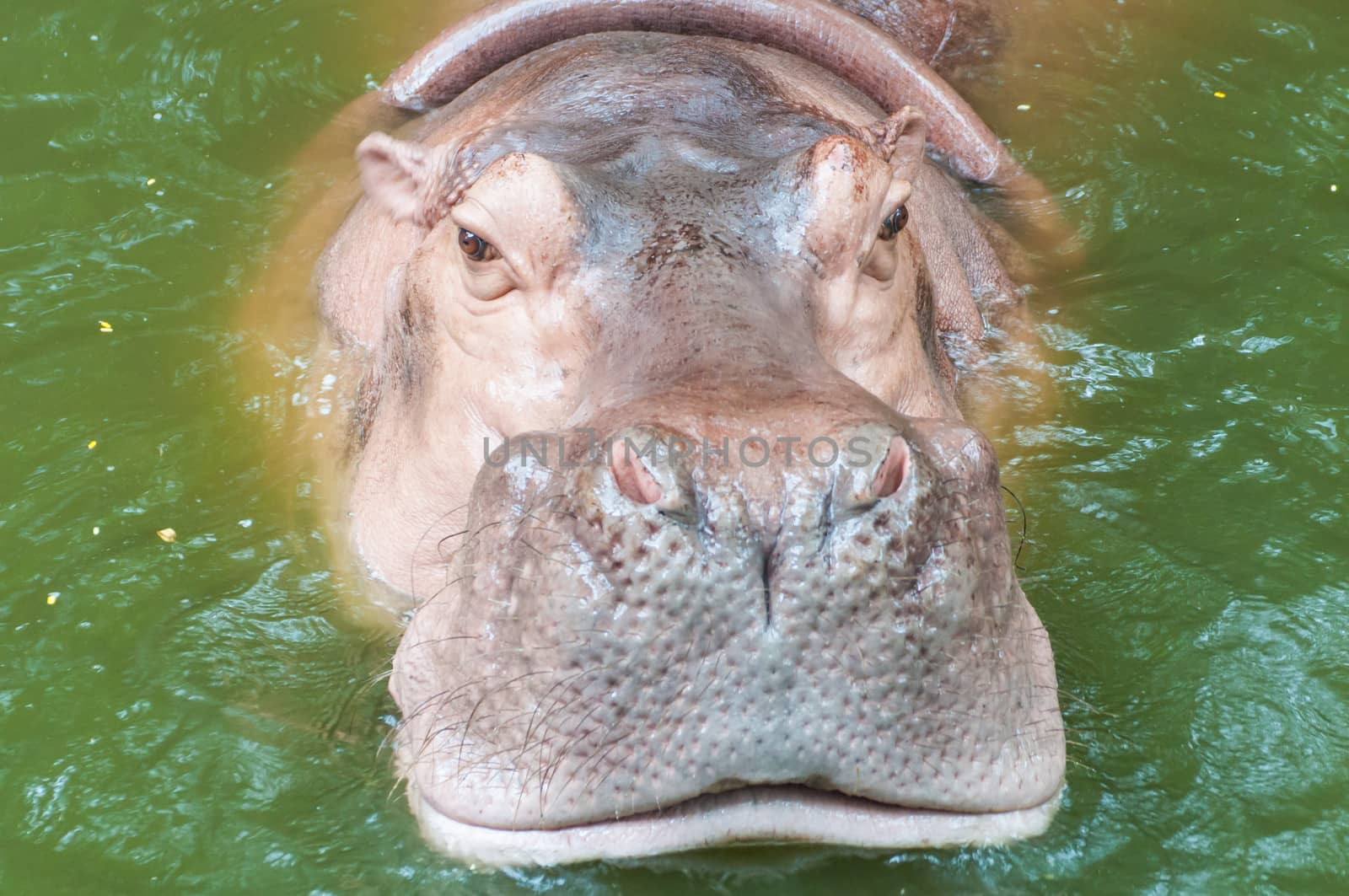 Hippopotamus in water showing on the zoo