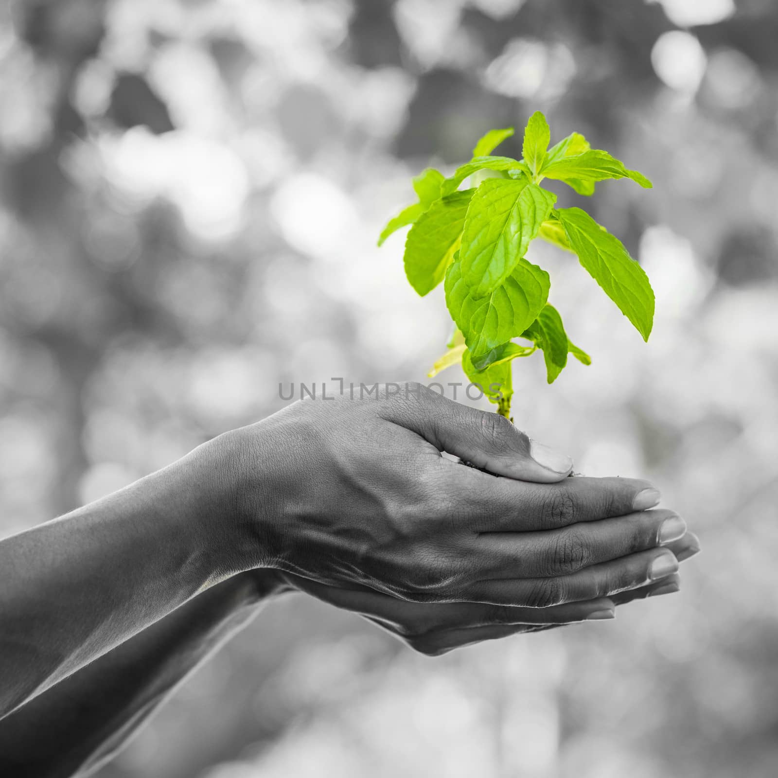 Close-up of hands holding young plant by Wavebreakmedia