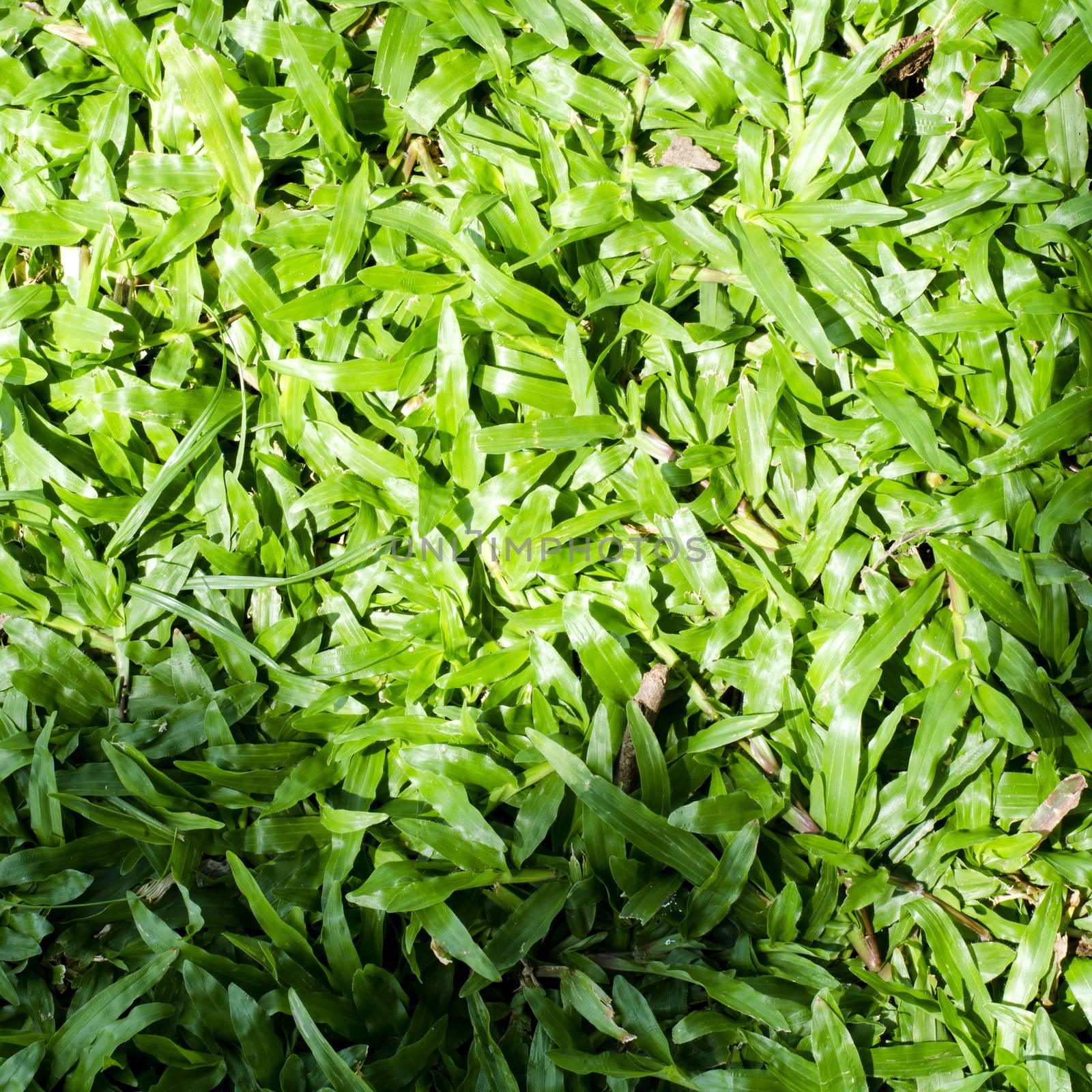 shadow on green grass background