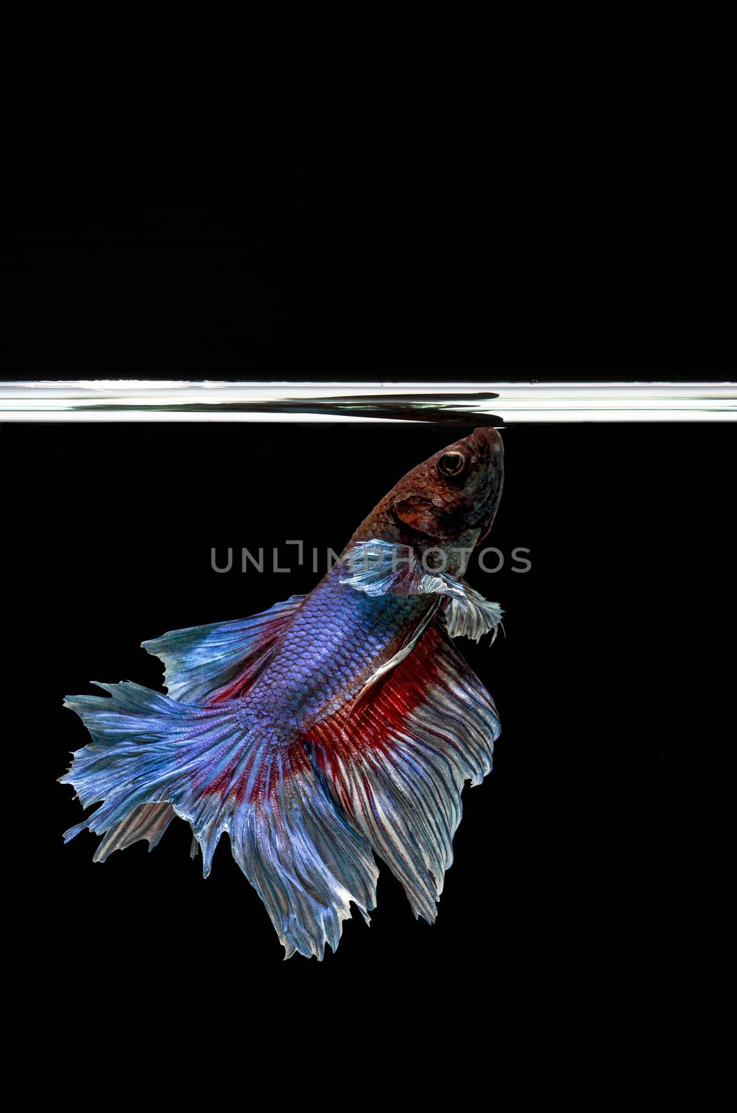 Siamese Fighting Fish isolated , betta on black background:  Clipping path included