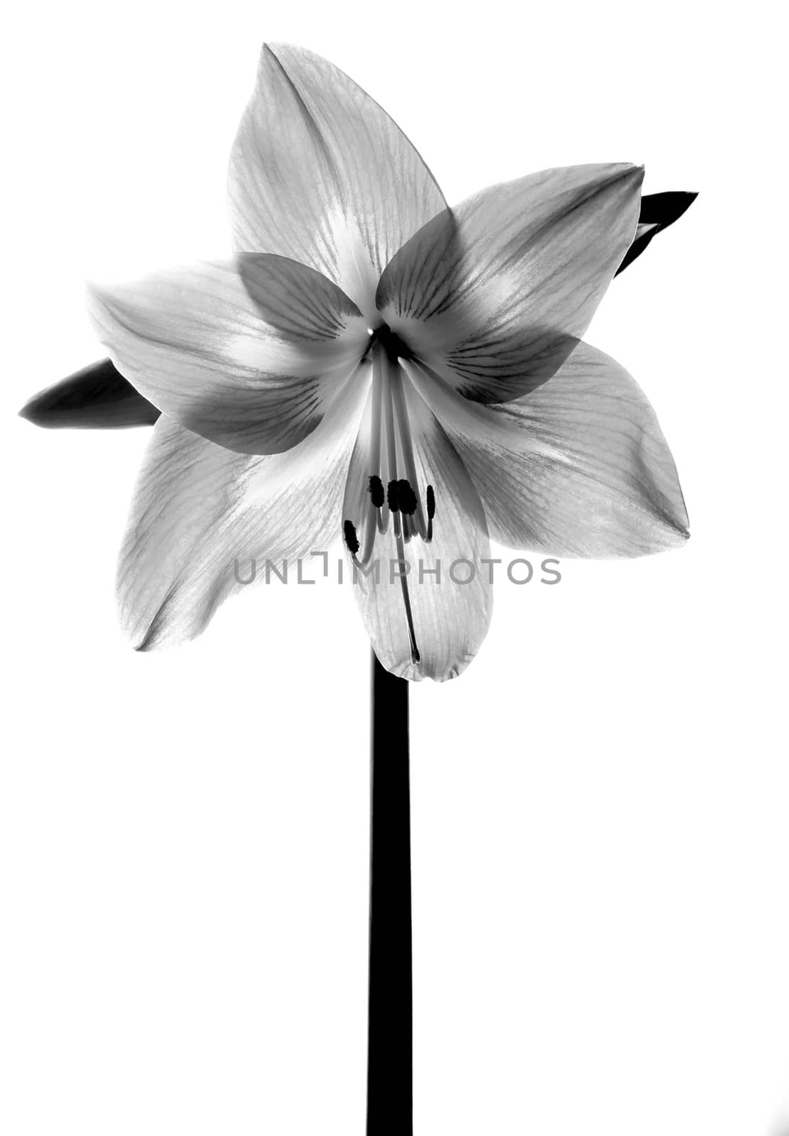 Amarilis flower in black and white