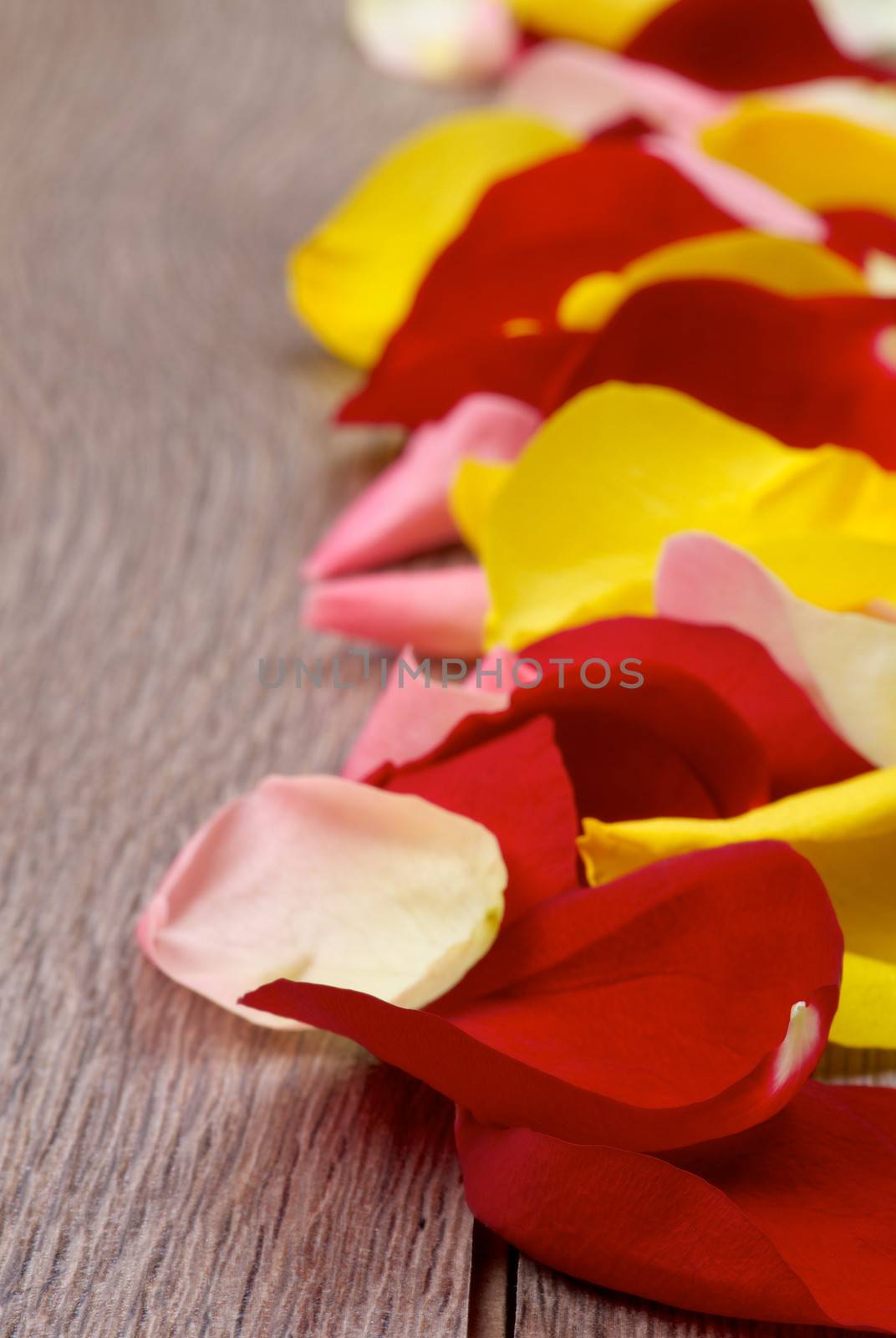 Arrangement of Fragile Red, Pink and Yellow Rose Petals In a Row closeup on Wooden background