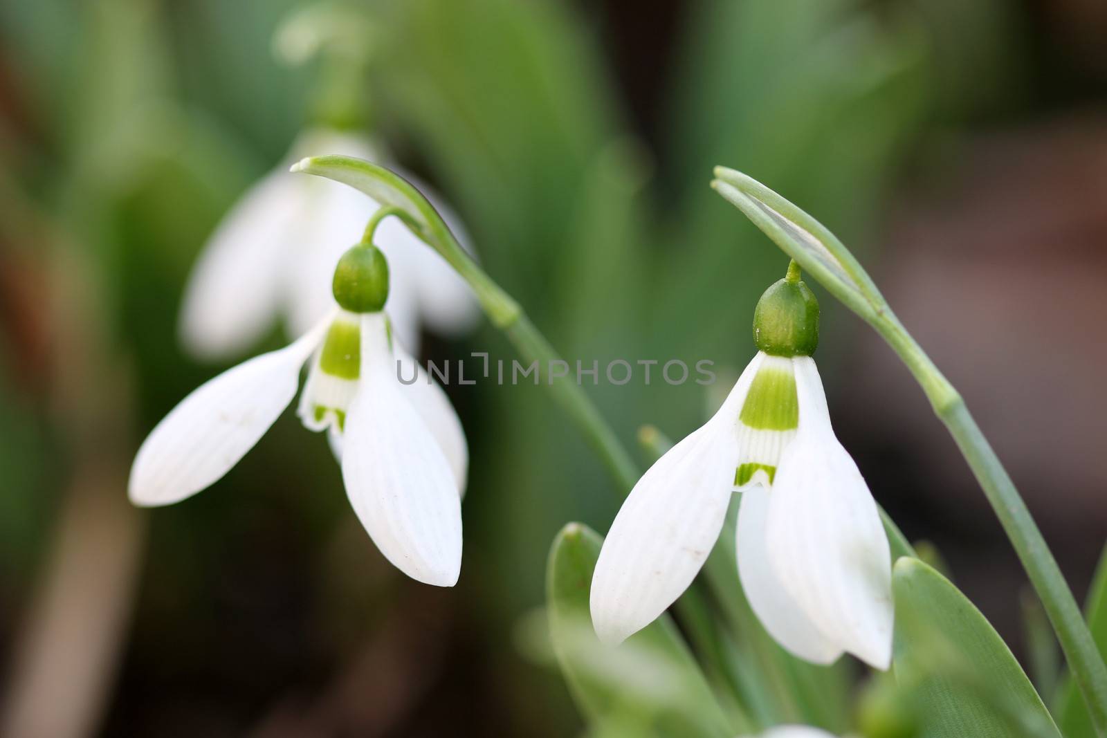 snowdrops close up spring season by goce