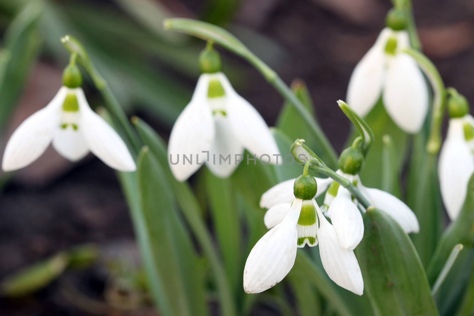 snowdrop garden close up spring season