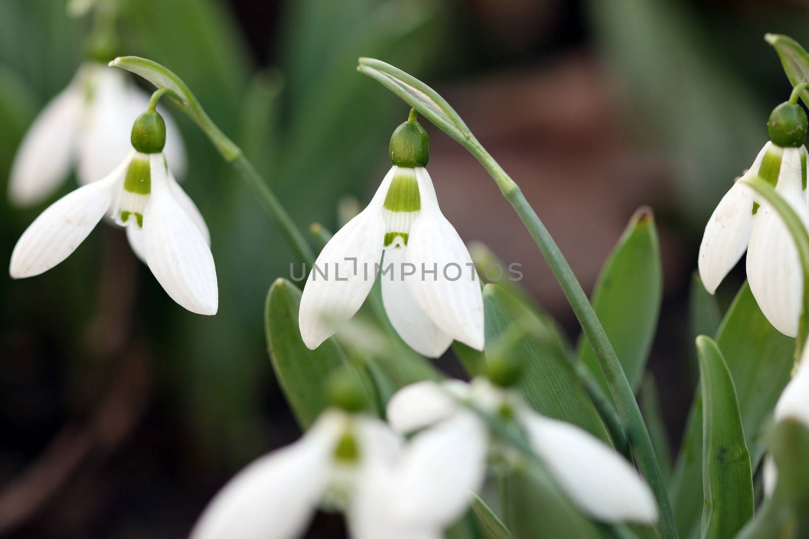 snowdrops close up nature background