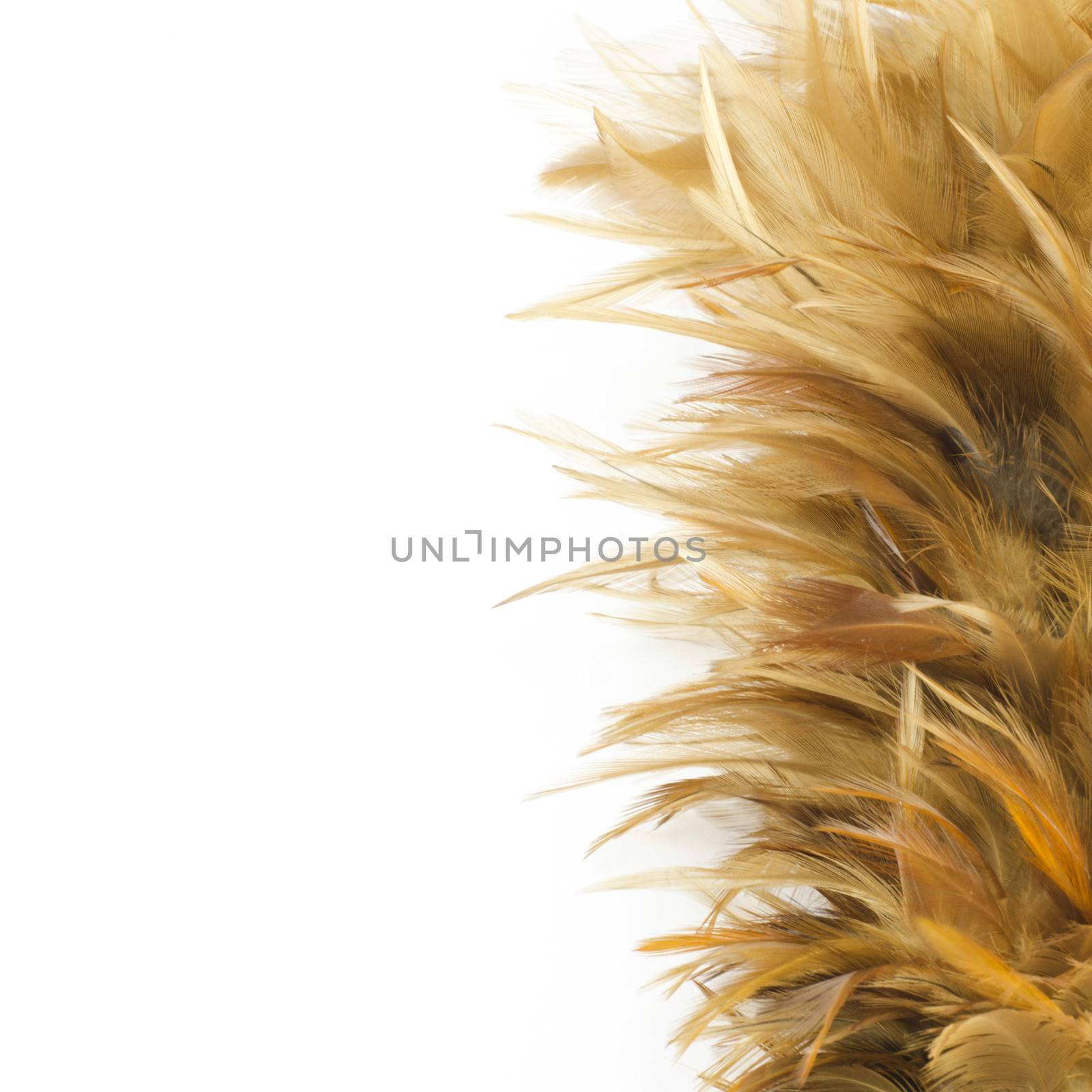 Feather broom isolated on white background