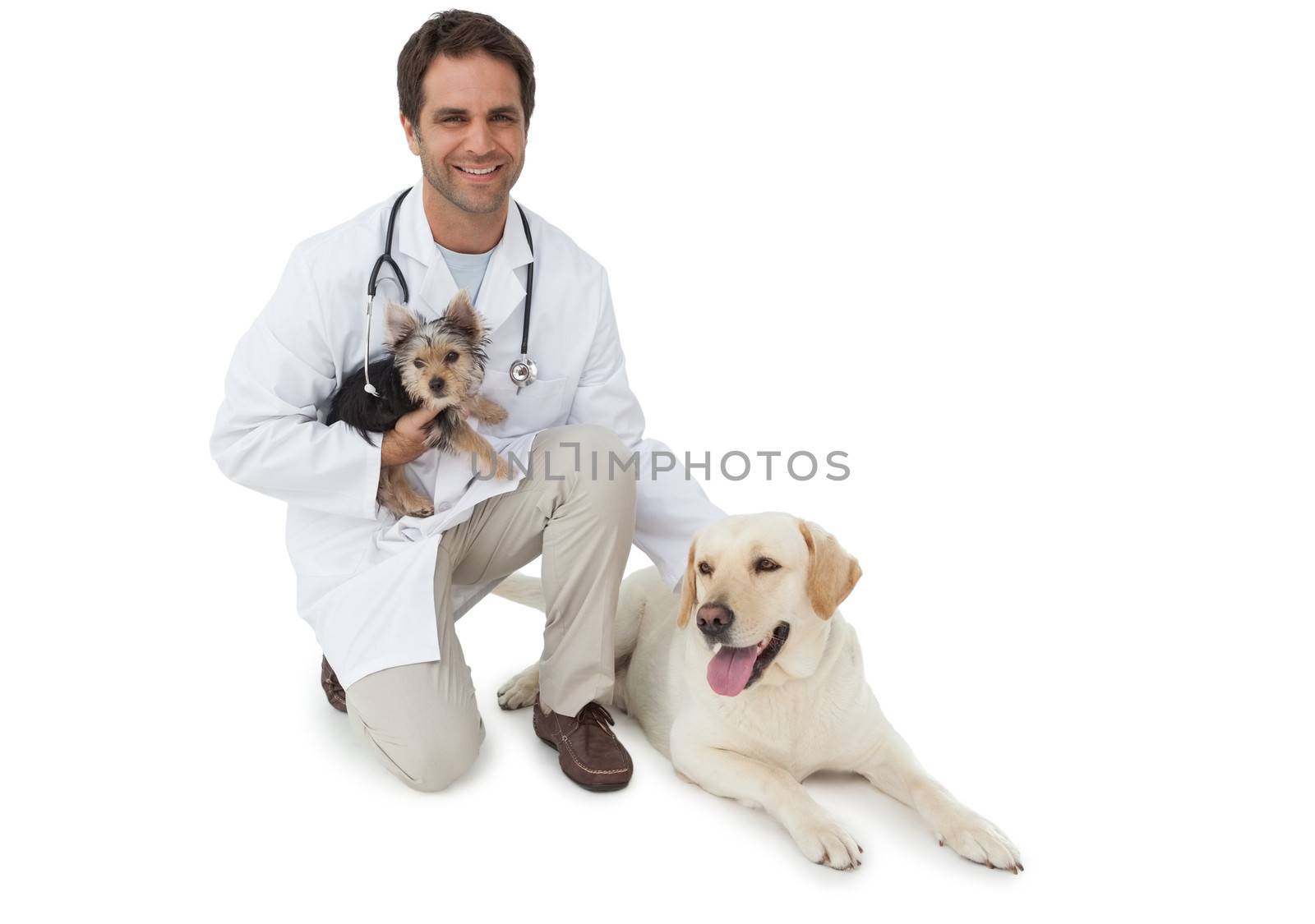 Handsome vet posing with yorkshire terrier and yellow labrador on white background