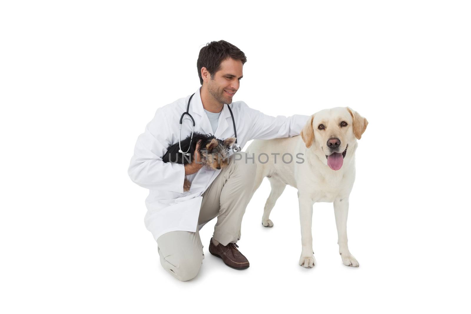 Happy vet posing with yorkshire terrier and yellow labrador on white background
