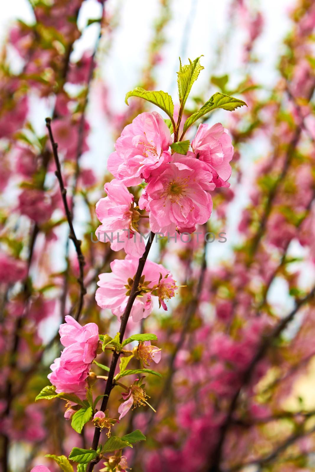 Sakura in spring time by qiiip