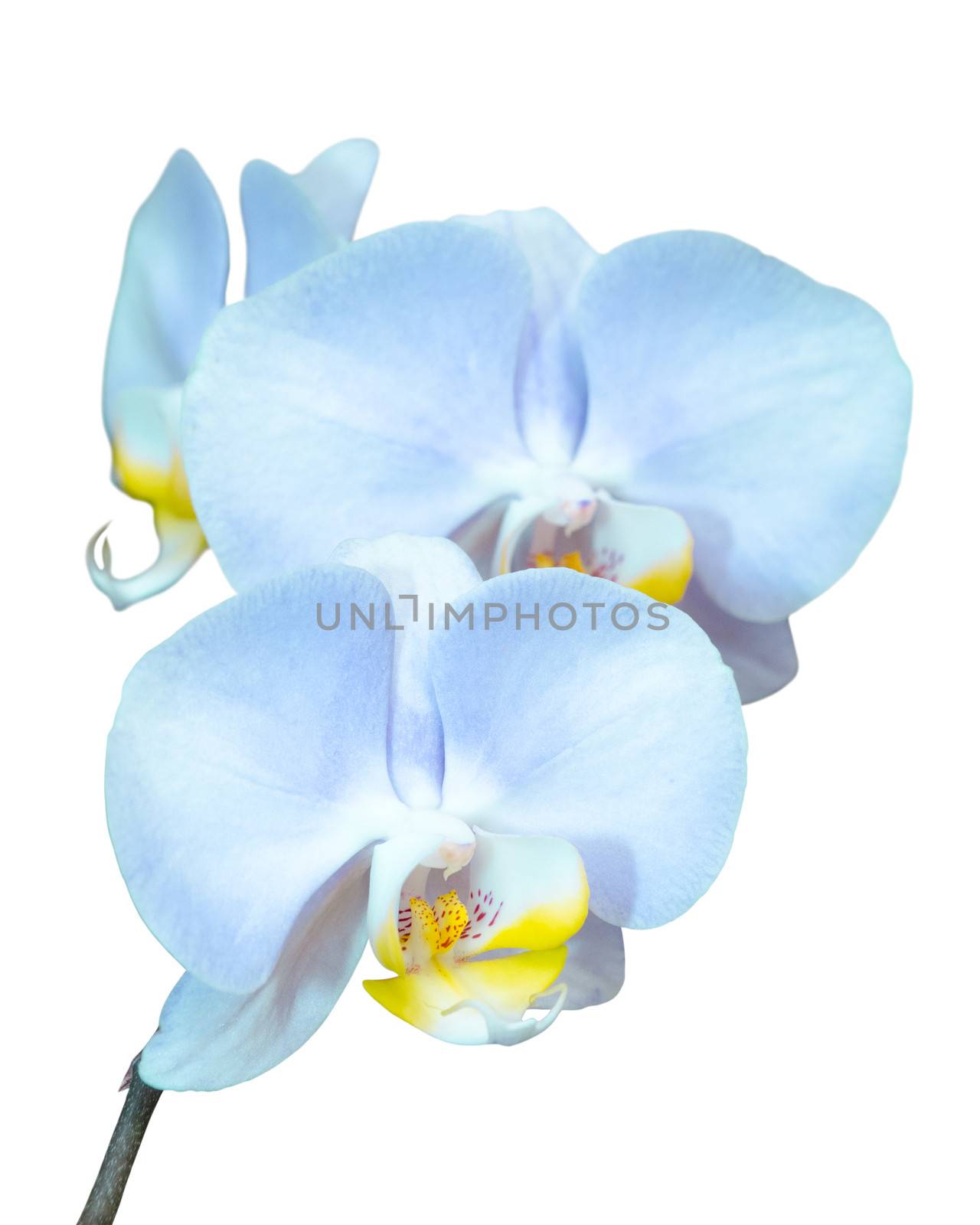 Small branch with blue orchids flowers isolated on white