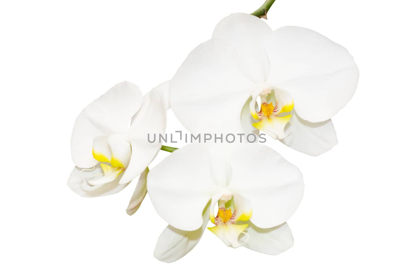 Three white orchids flowers on small branch isolate