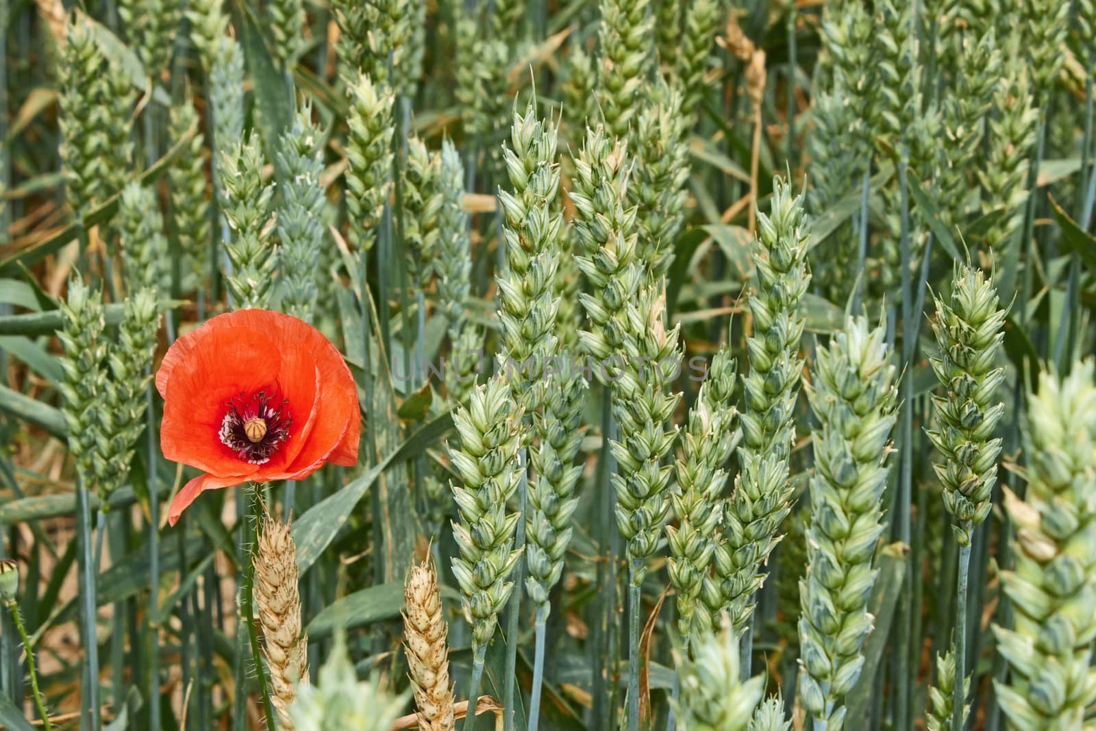 Red poppy flower among green wheat ears by qiiip
