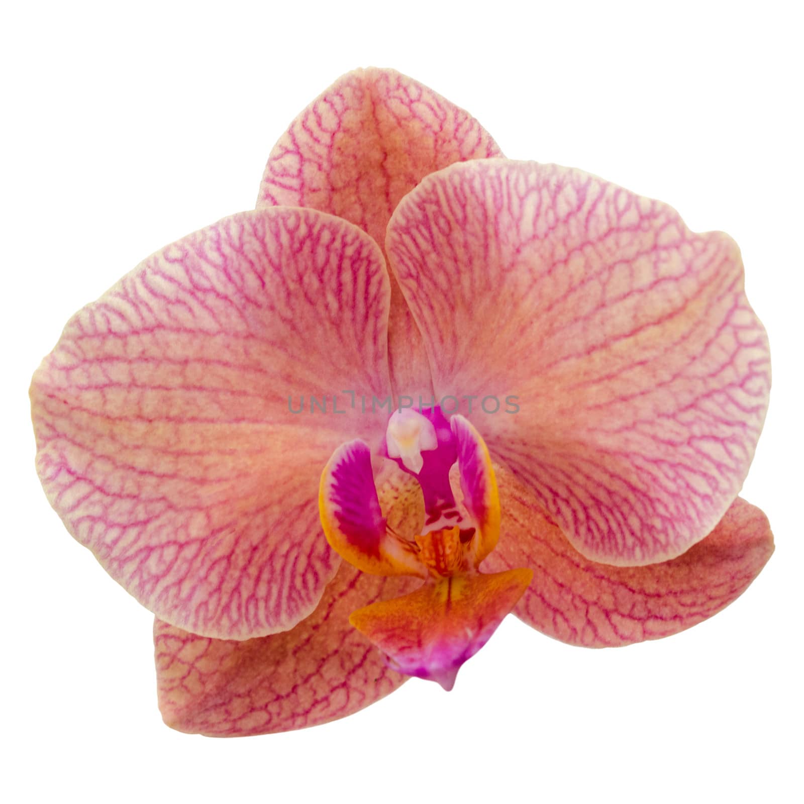 Single violet orchid flower isolate on white