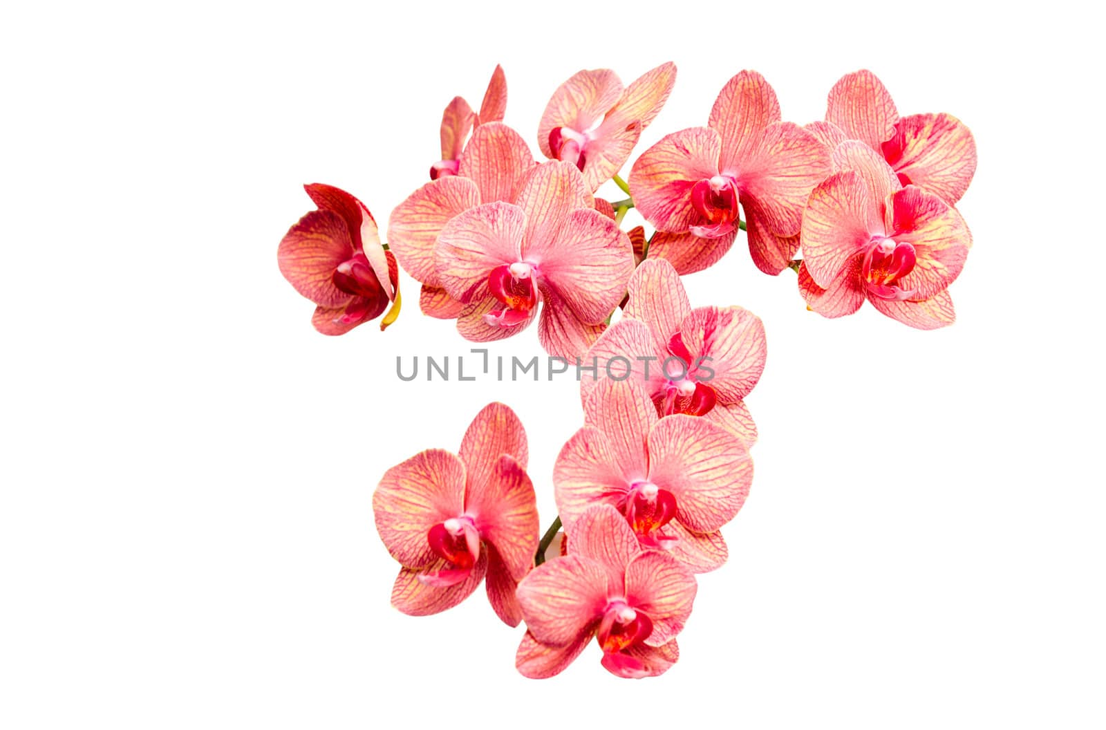 Big bunch of pink tint orchid delicate flowers isolate