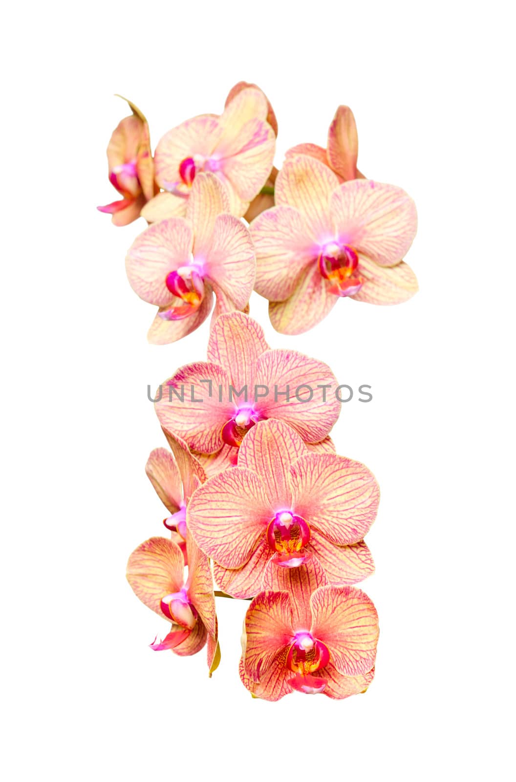 Big colorful orchids flowers bunch isolated on white