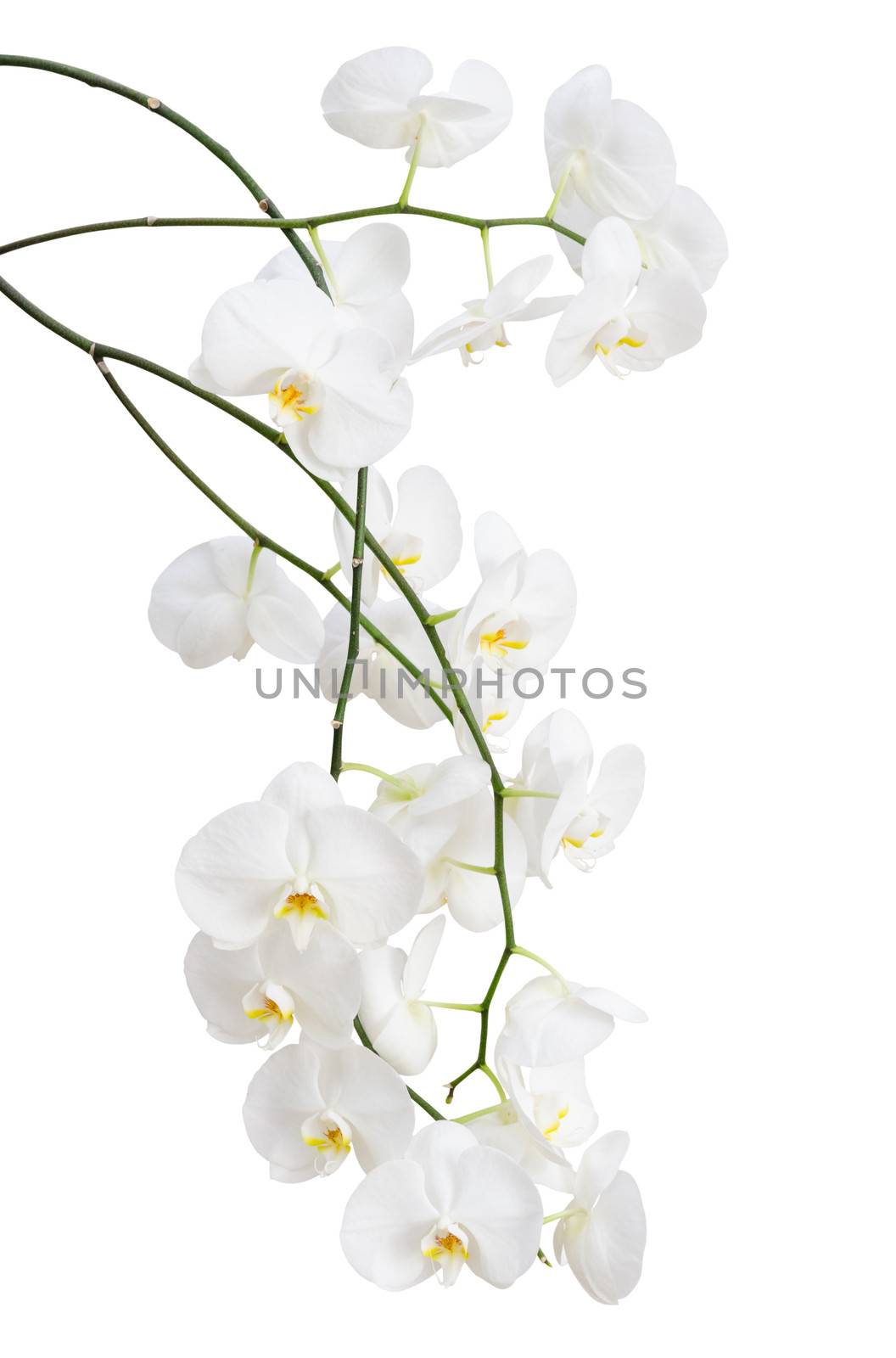Long branches of beautiful white orchid flowers isolated on white