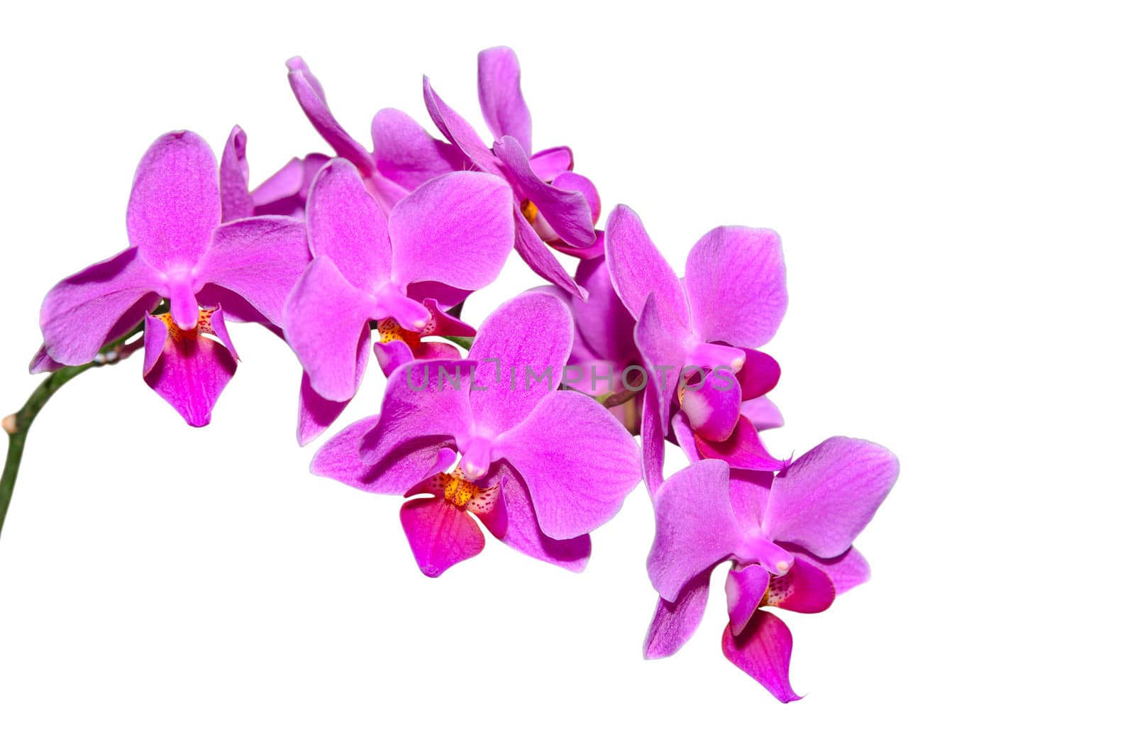Elegant branch of exotic flowers with purple petals isolate