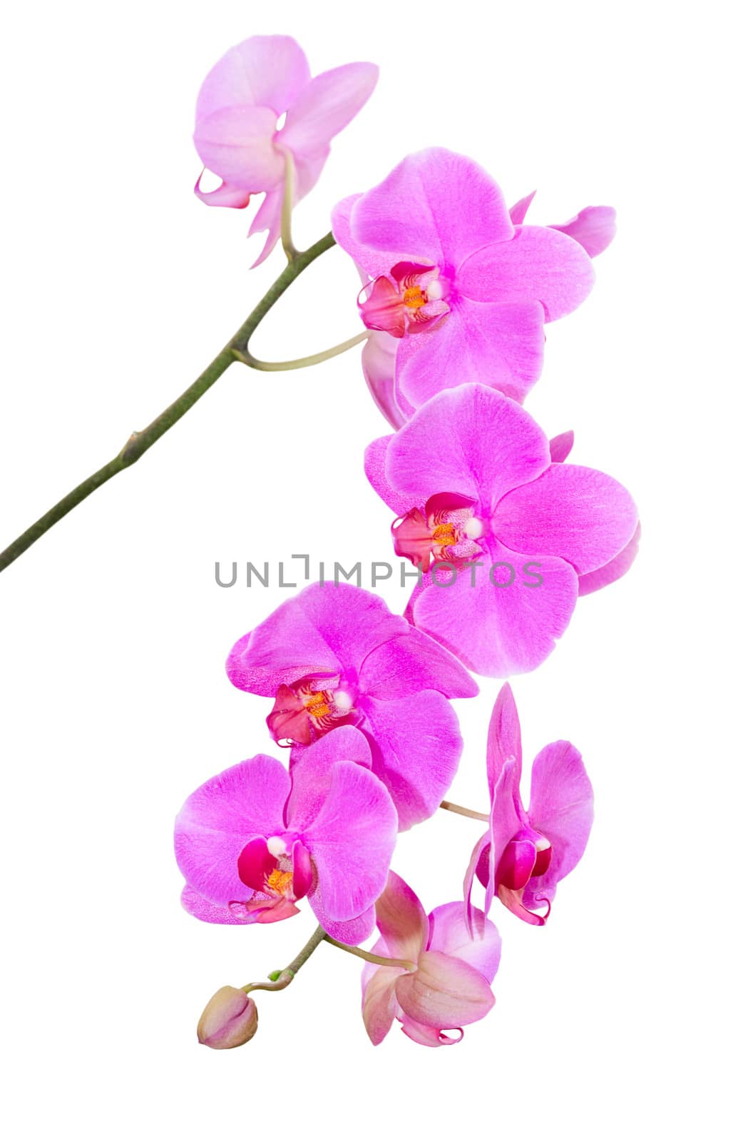 Natural tropical beauty branch of violet orchid flowers isolate