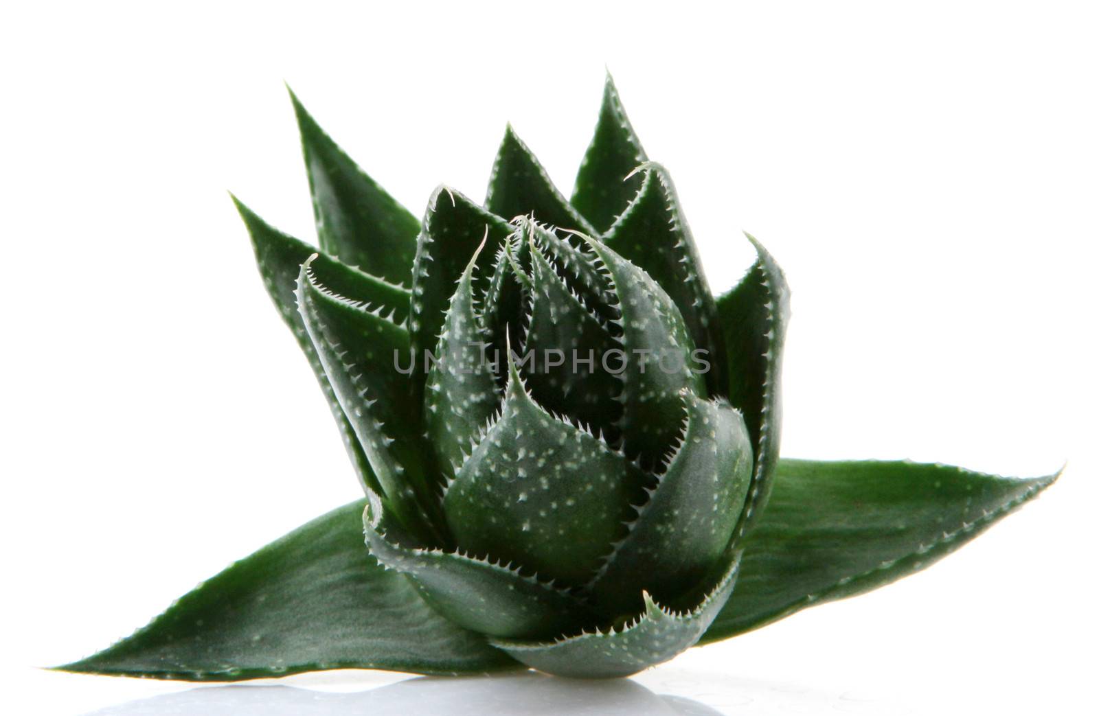 Aloe vera plant isolated on white
