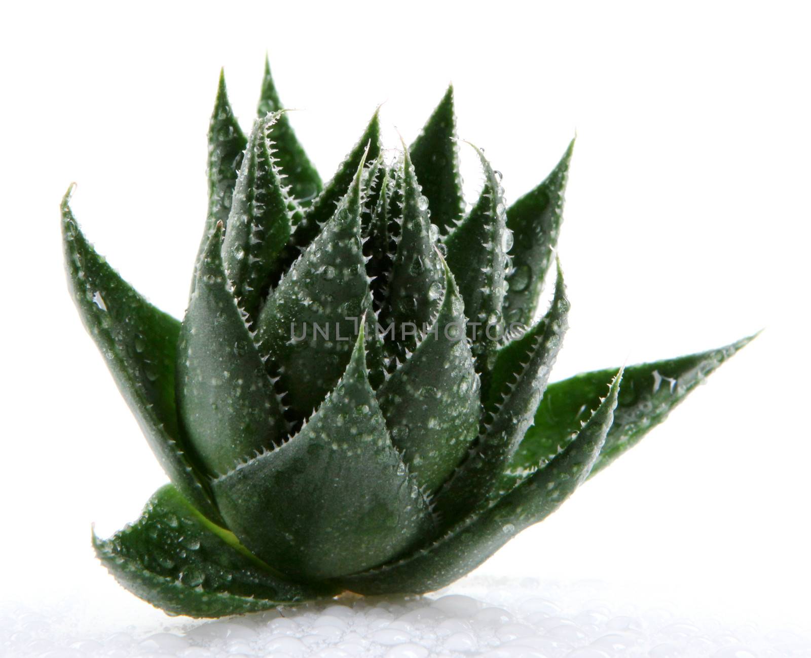 Aloe vera plant isolated on white