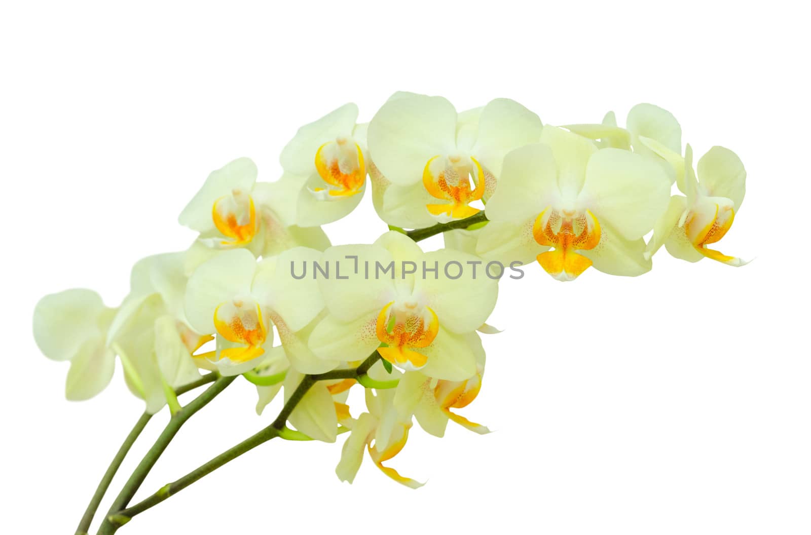 Bouquet of pastel colored delicate spring orchid flowers isolated on white