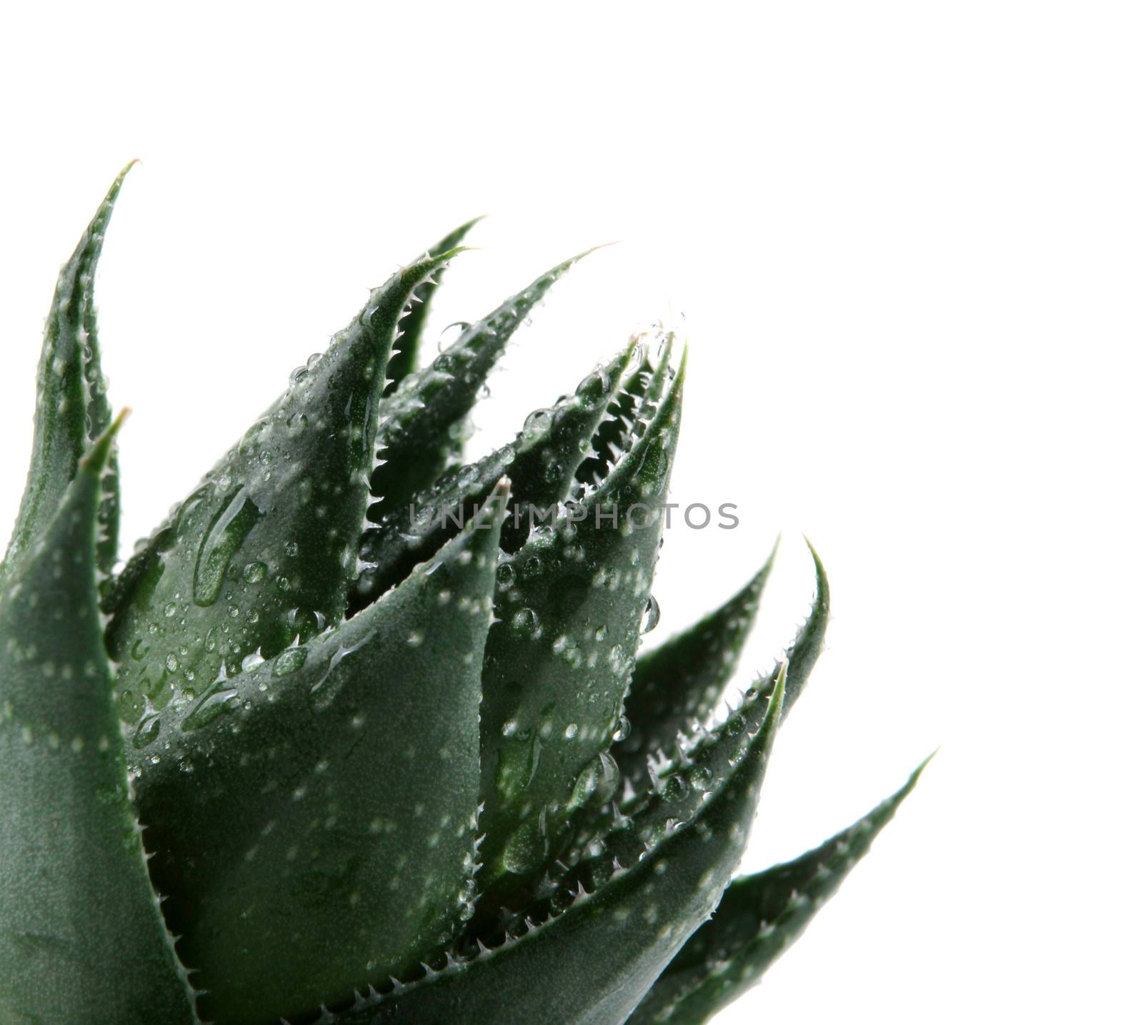 Aloe vera plant isolated on white