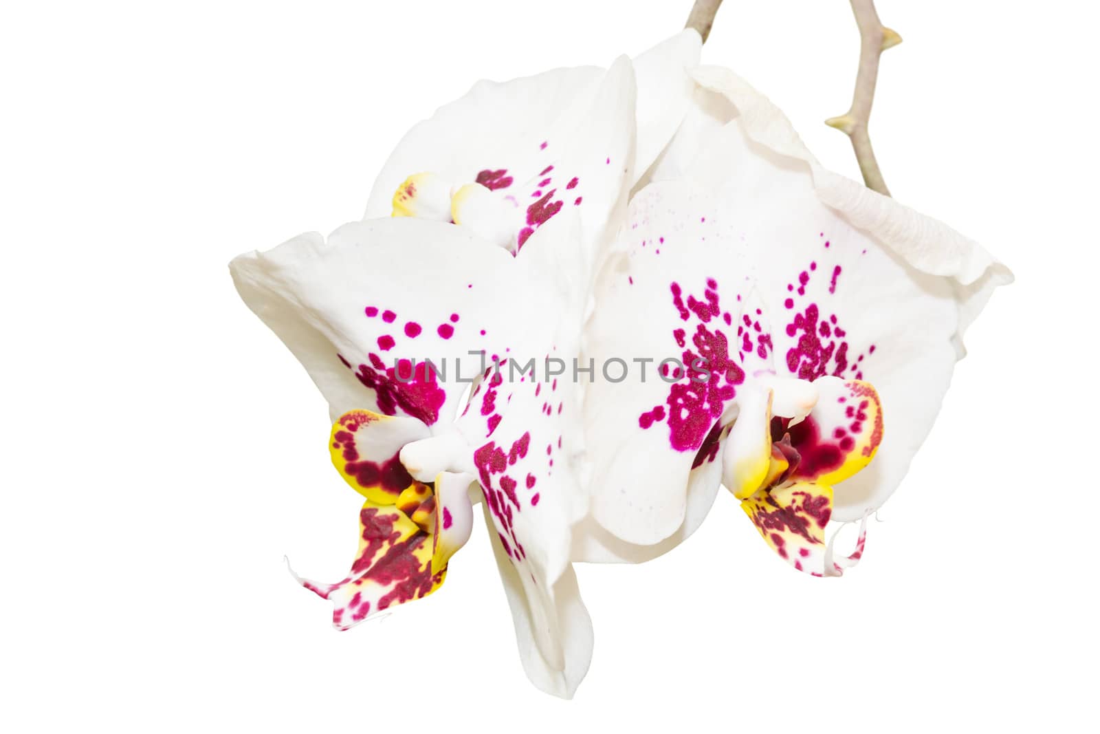Branch with three spotted white purple orchid flowers isolated