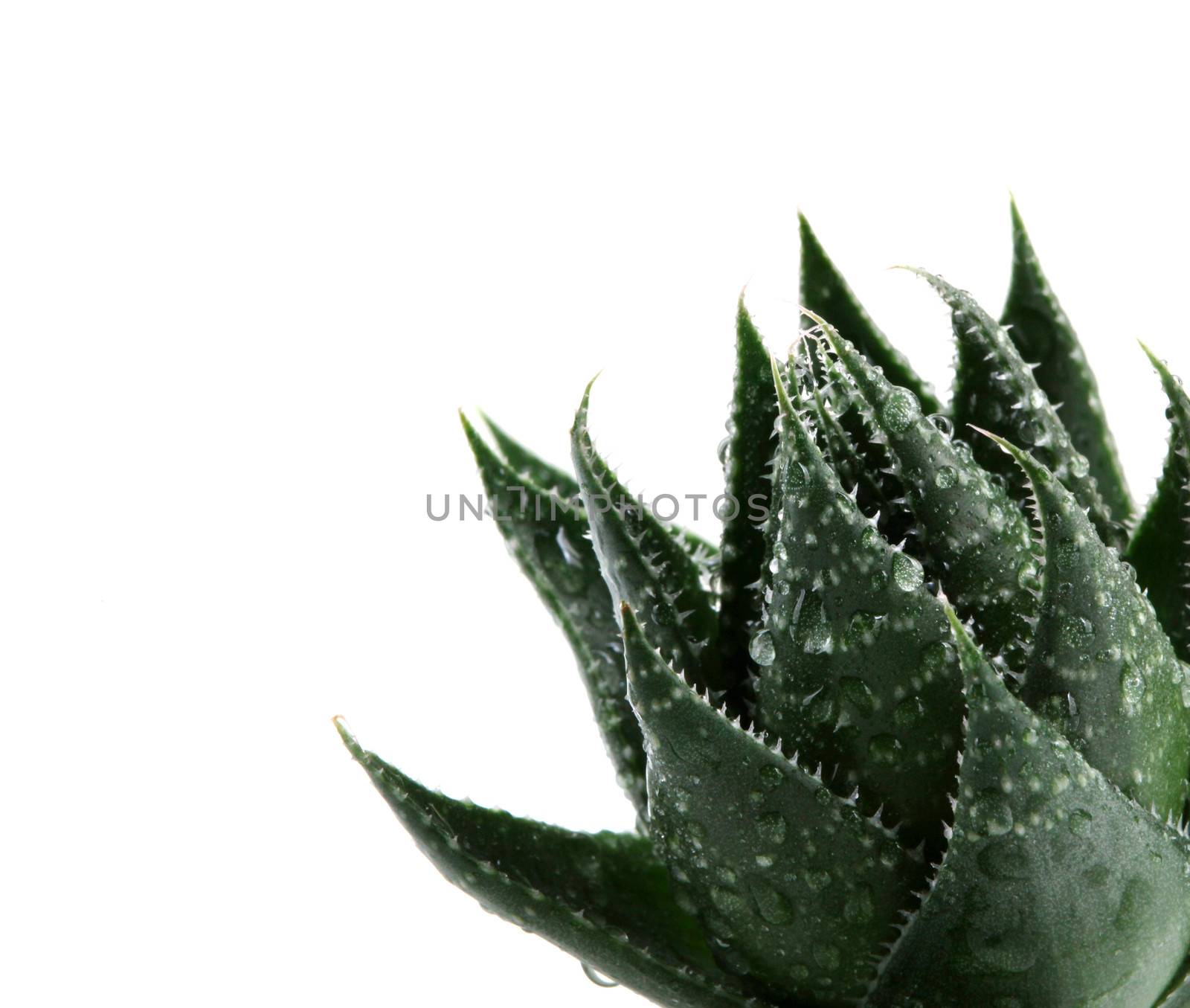 Aloe vera plant isolated on white