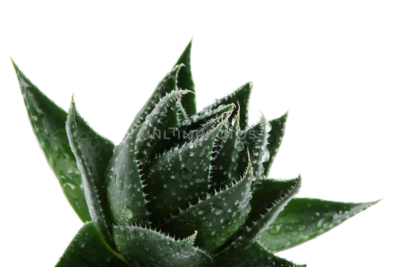 Aloe vera plant isolated on white