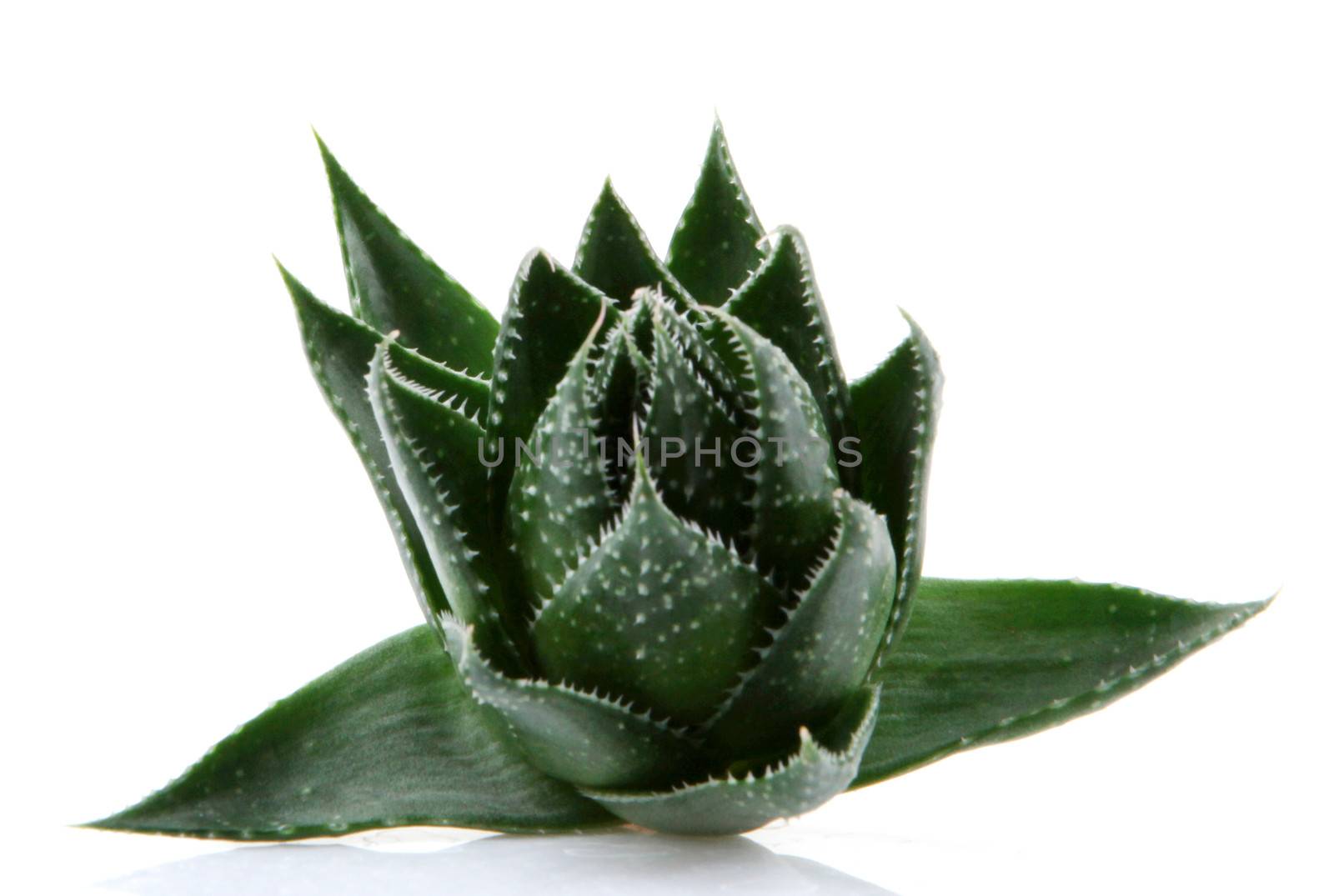 Aloe vera plant isolated on white