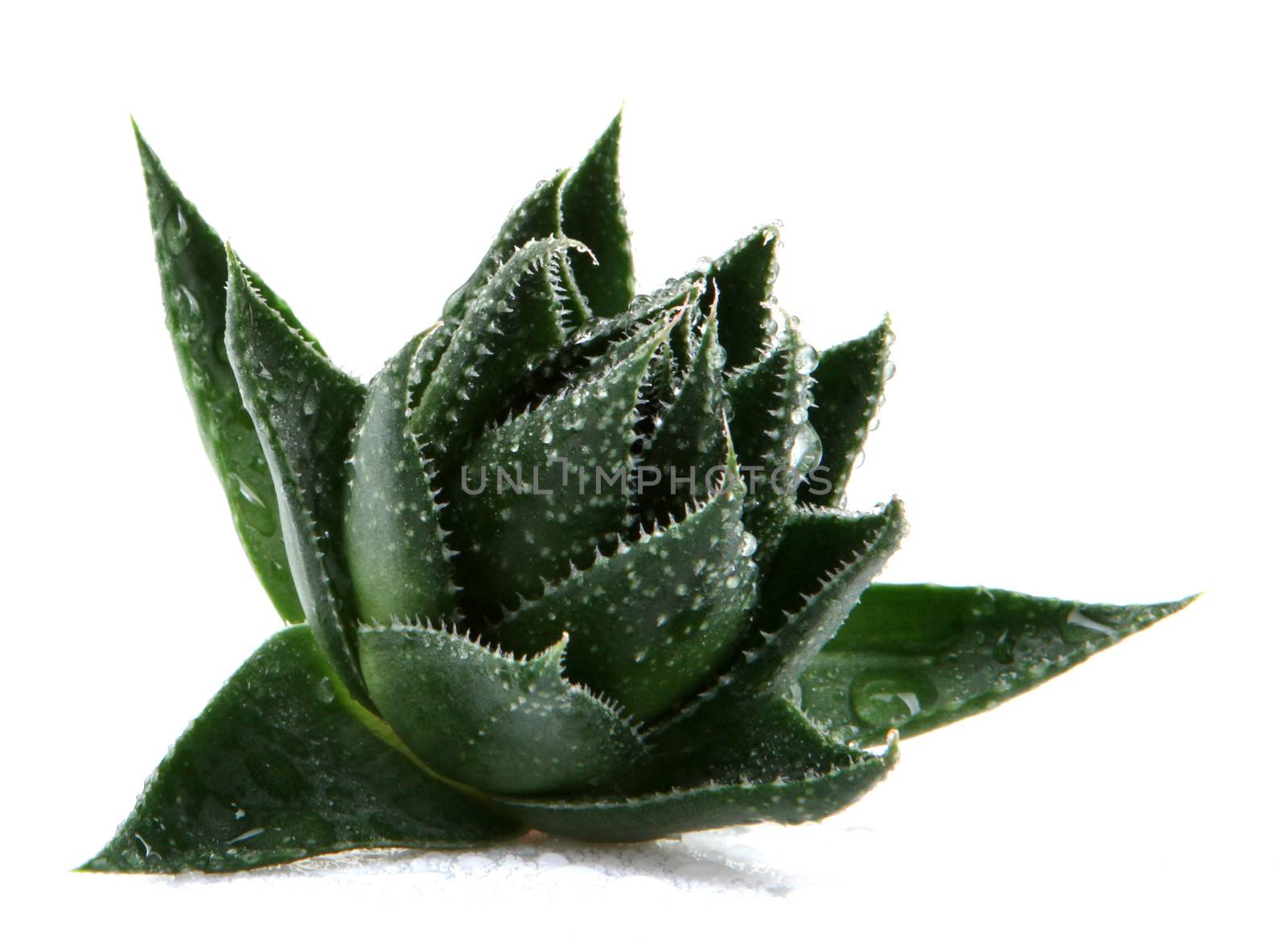 Aloe vera plant isolated on white