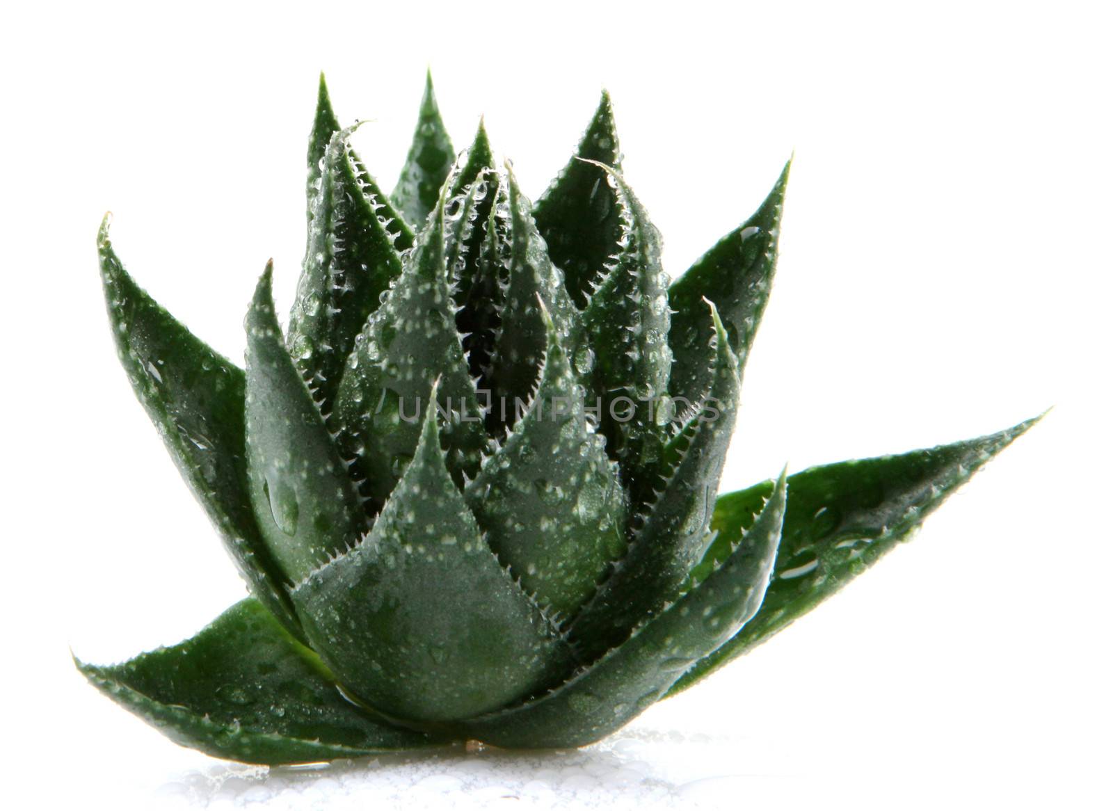 Aloe vera plant isolated on white