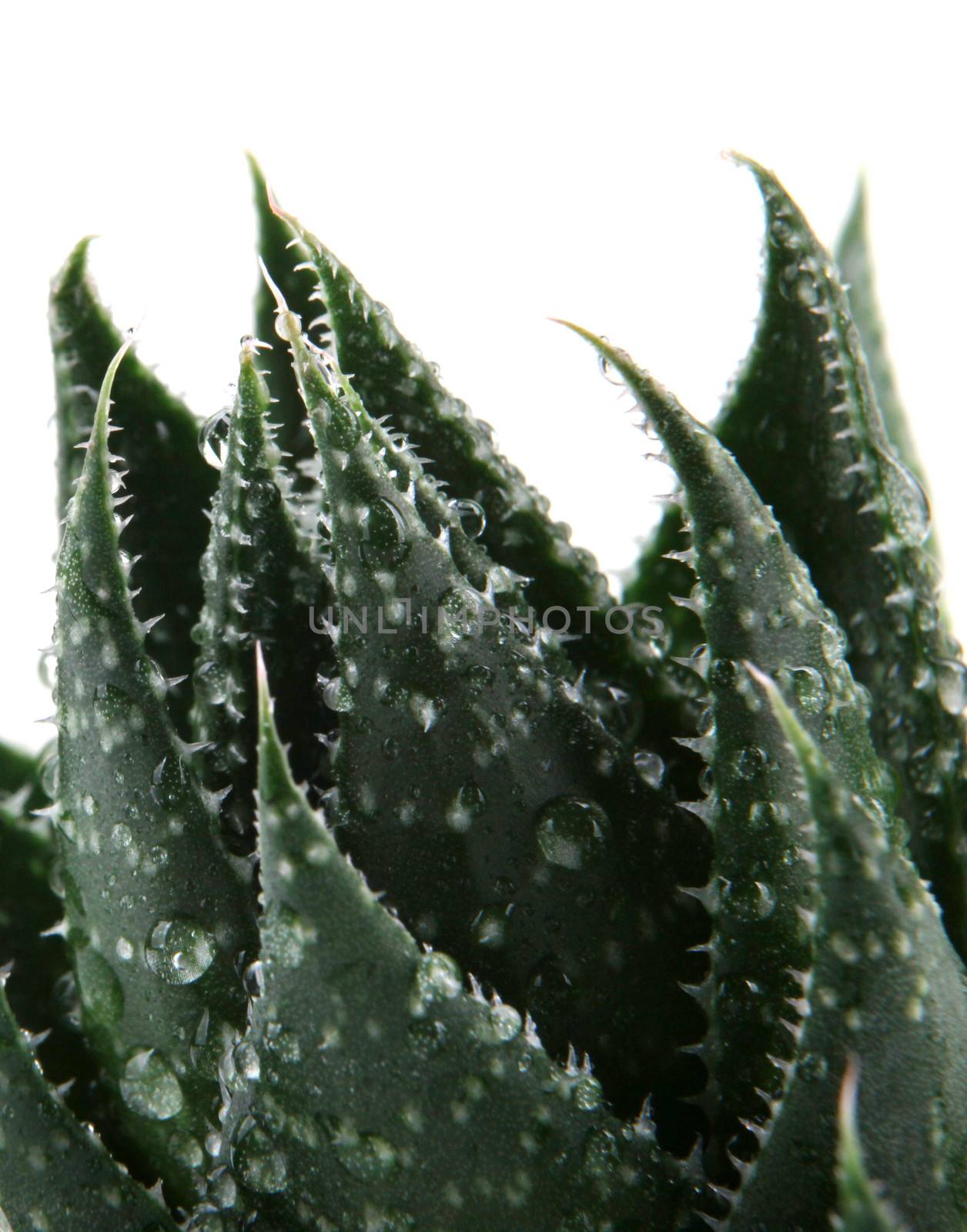 Aloe vera plant isolated on white