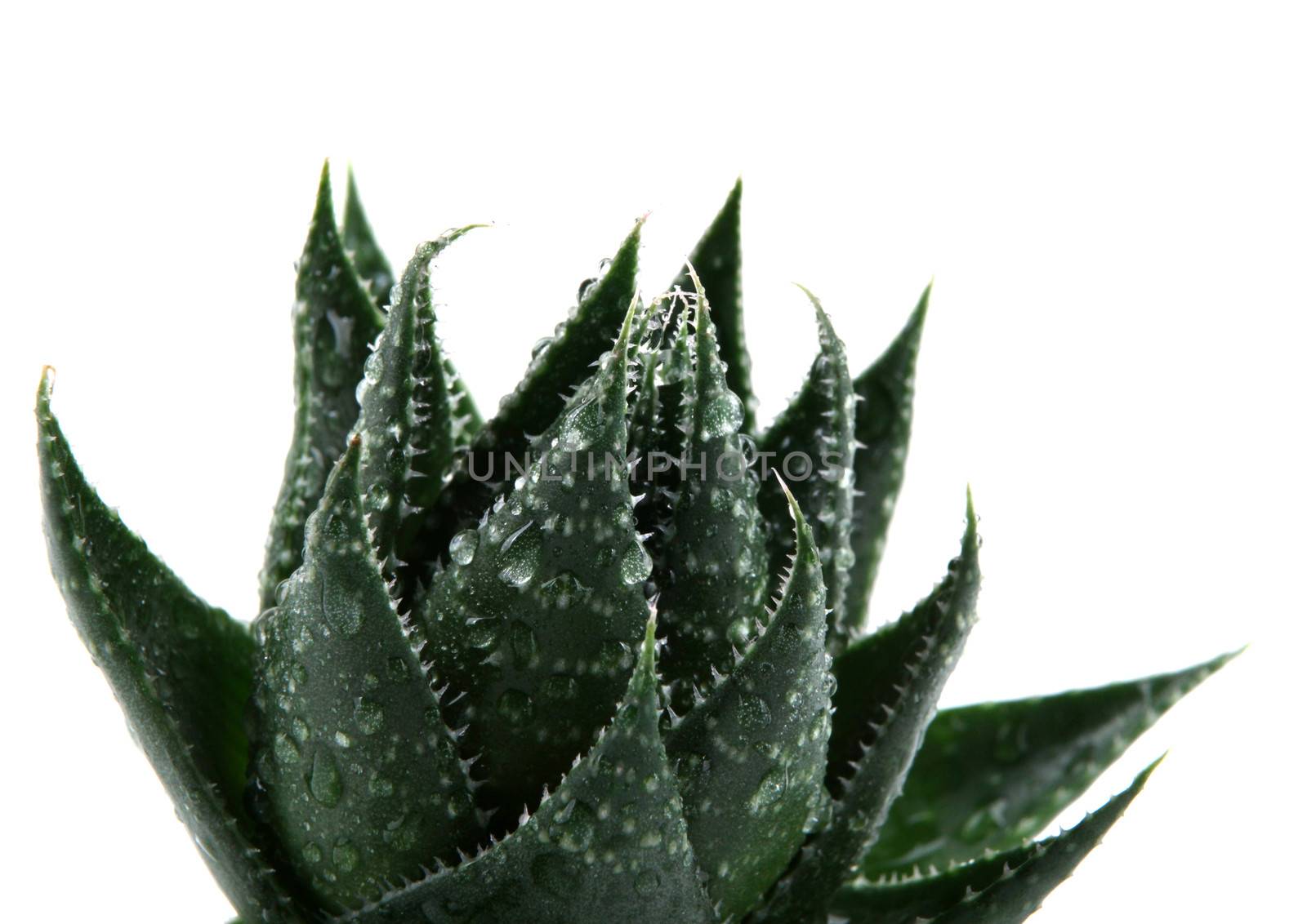 Aloe vera plant isolated on white