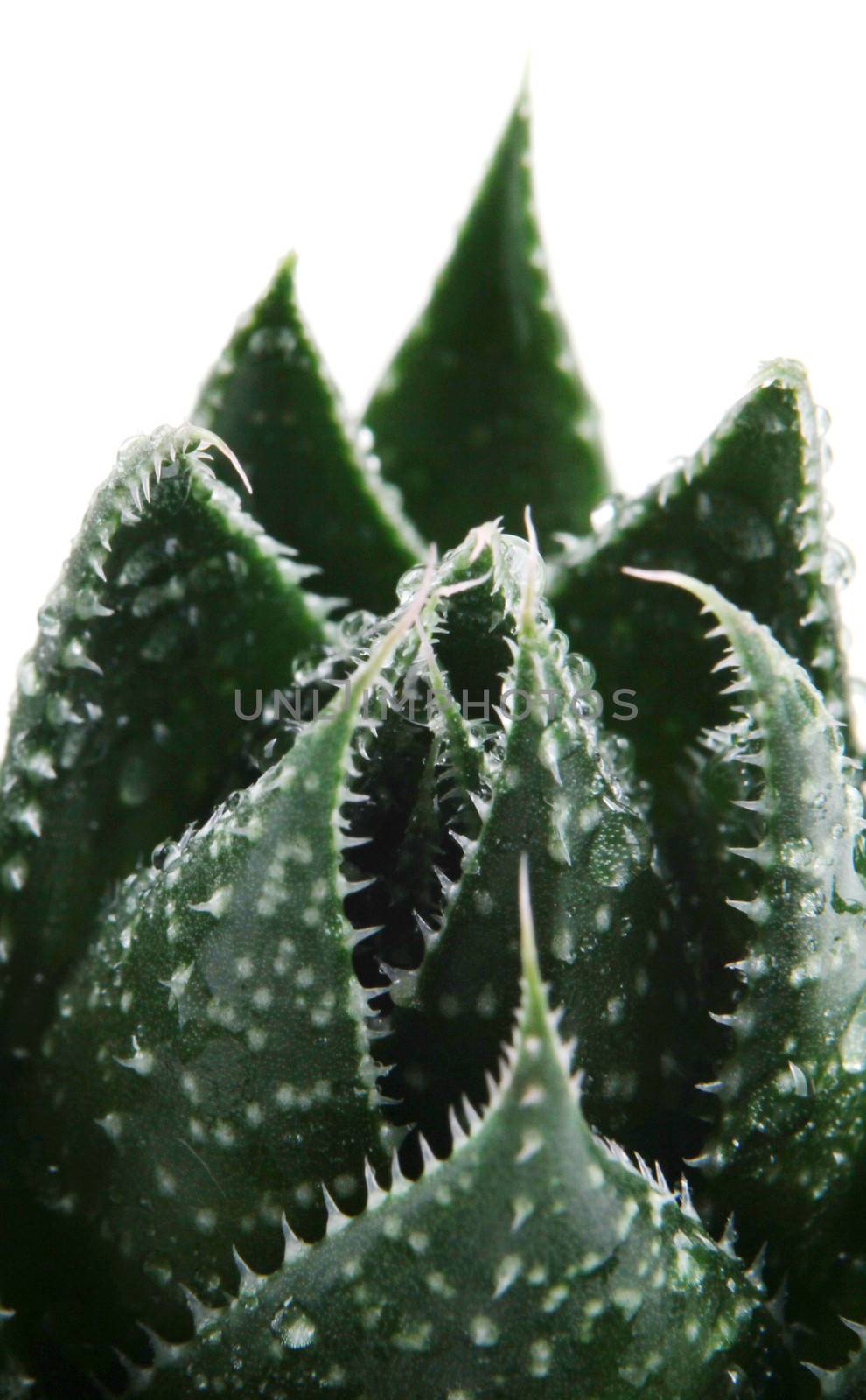 Aloe vera plant isolated on white