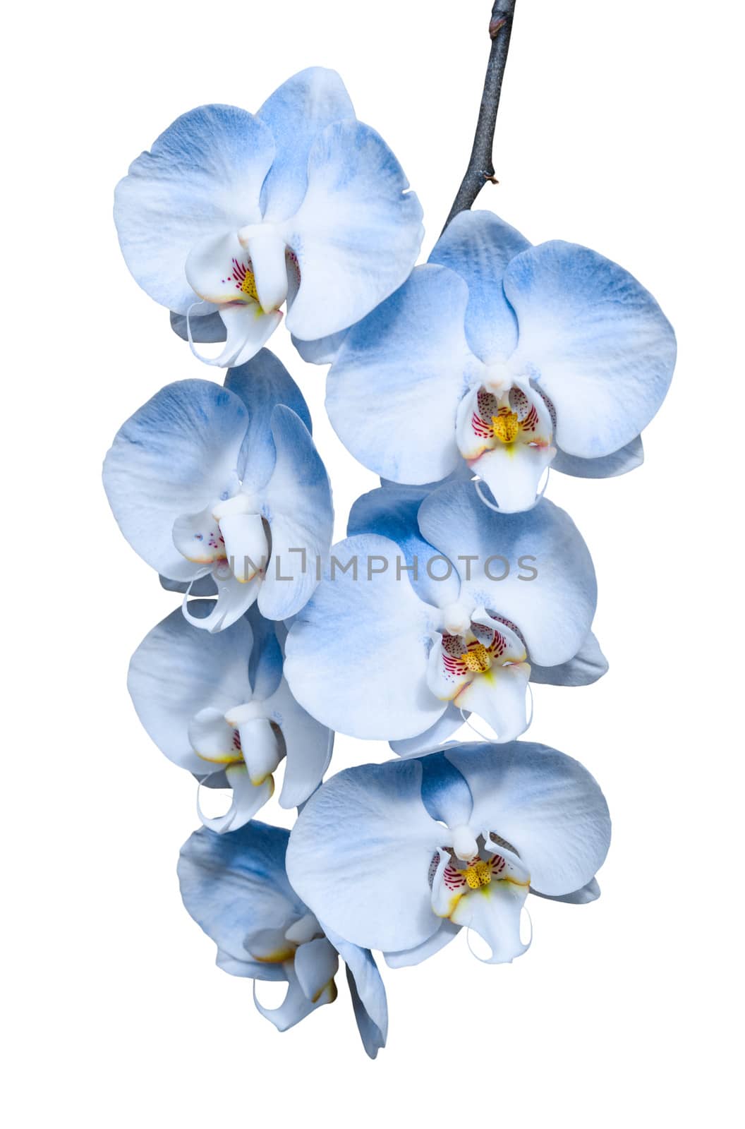 Exotic tropical branch of romantic blue orchids flowers isolated on white