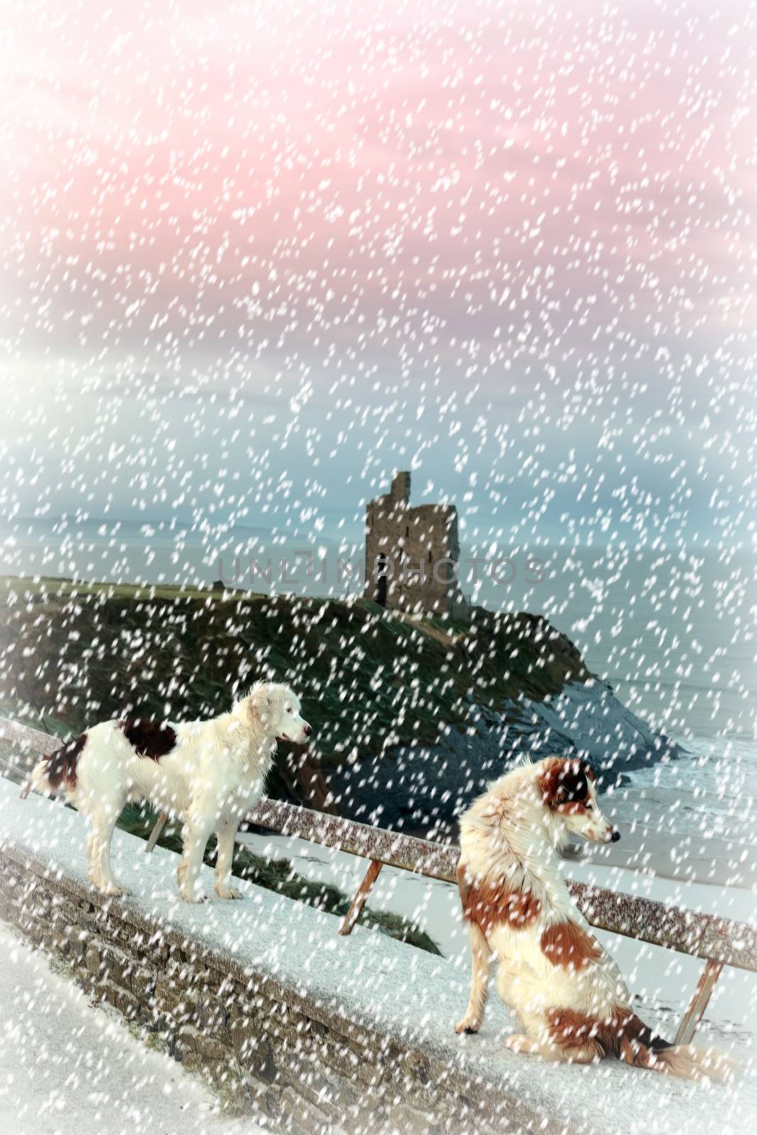 winter beach and castle view with two dogs by morrbyte