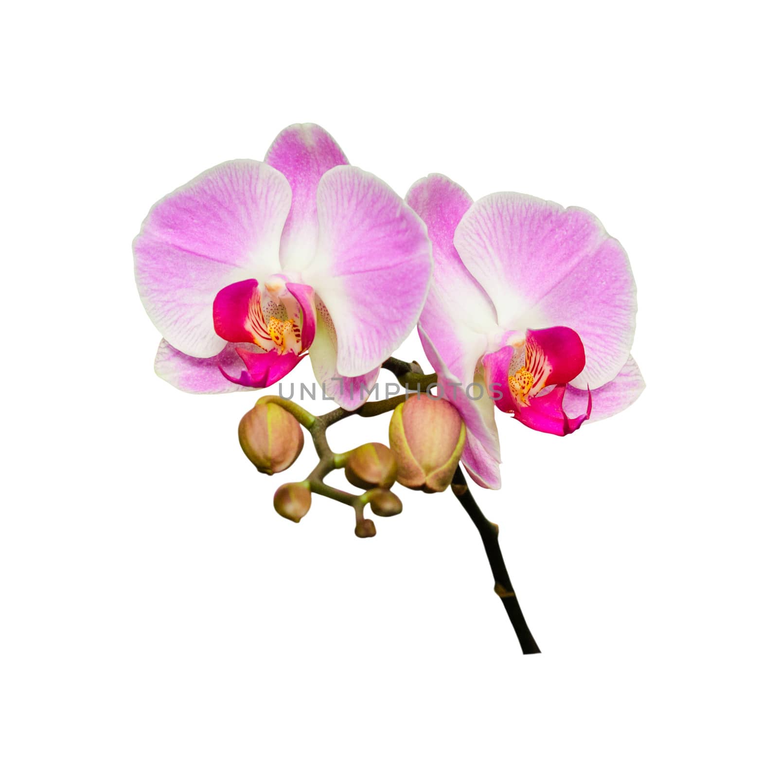 Small branch of violet orchids flowers with buds isolated