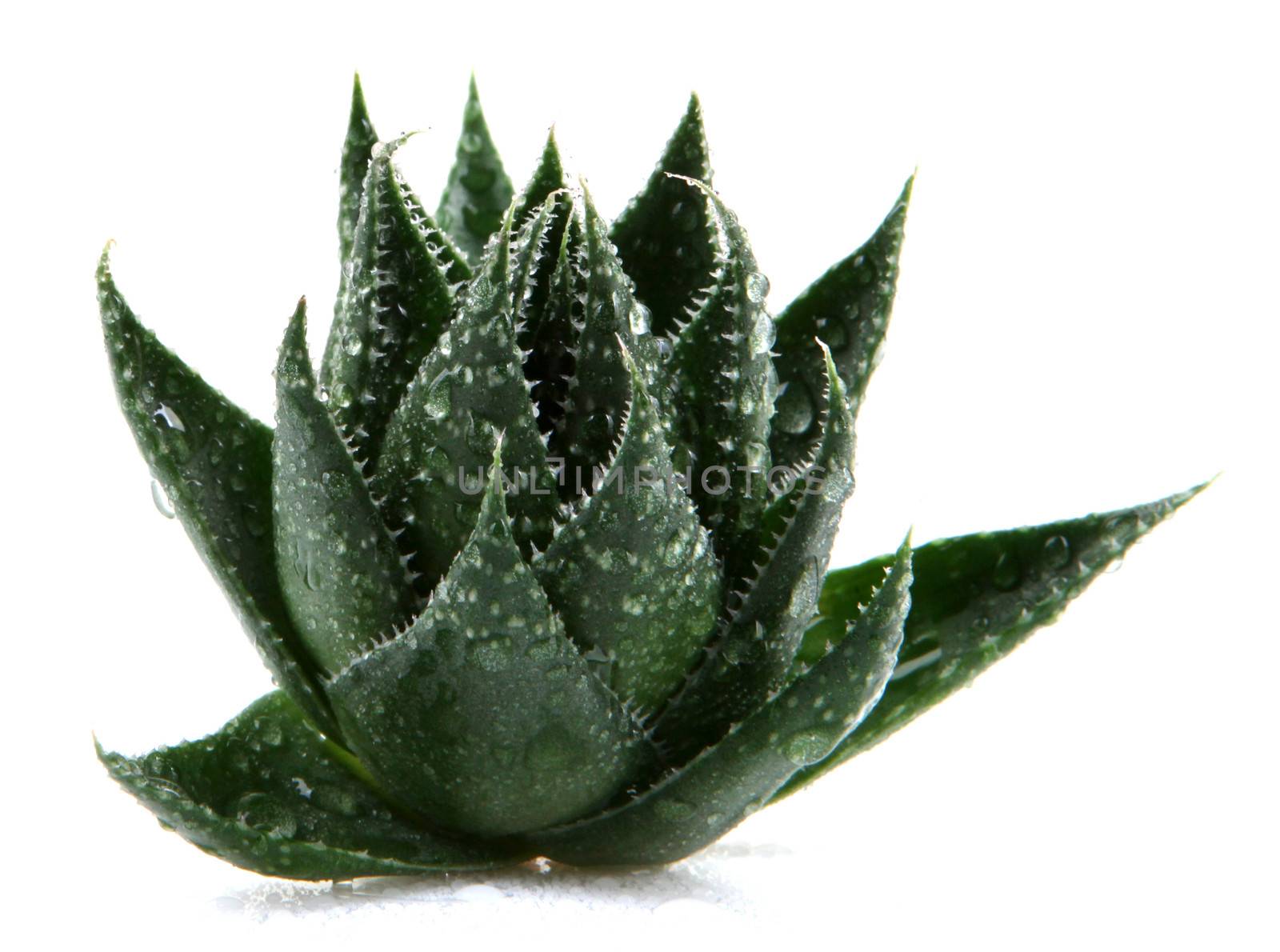 Aloe vera plant isolated on white